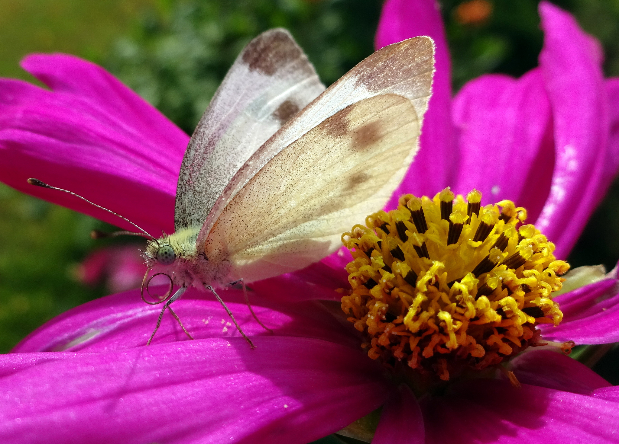 请将butterfly和rose融合成一个全新的单词并解释它的意思