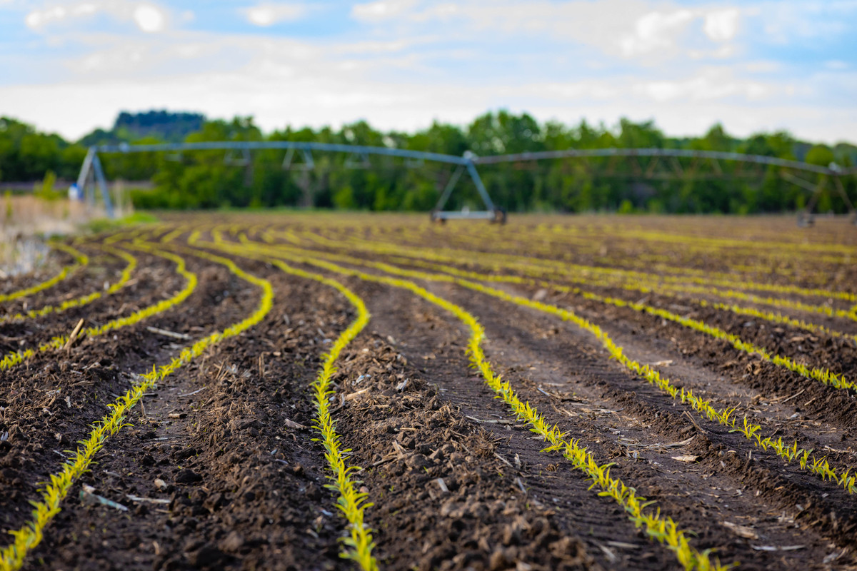 Spring Frost Intensification: A Growing Threat to Crop Yields