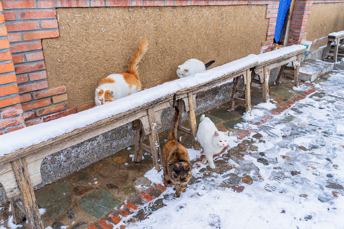 一群猫在院子里下雪天