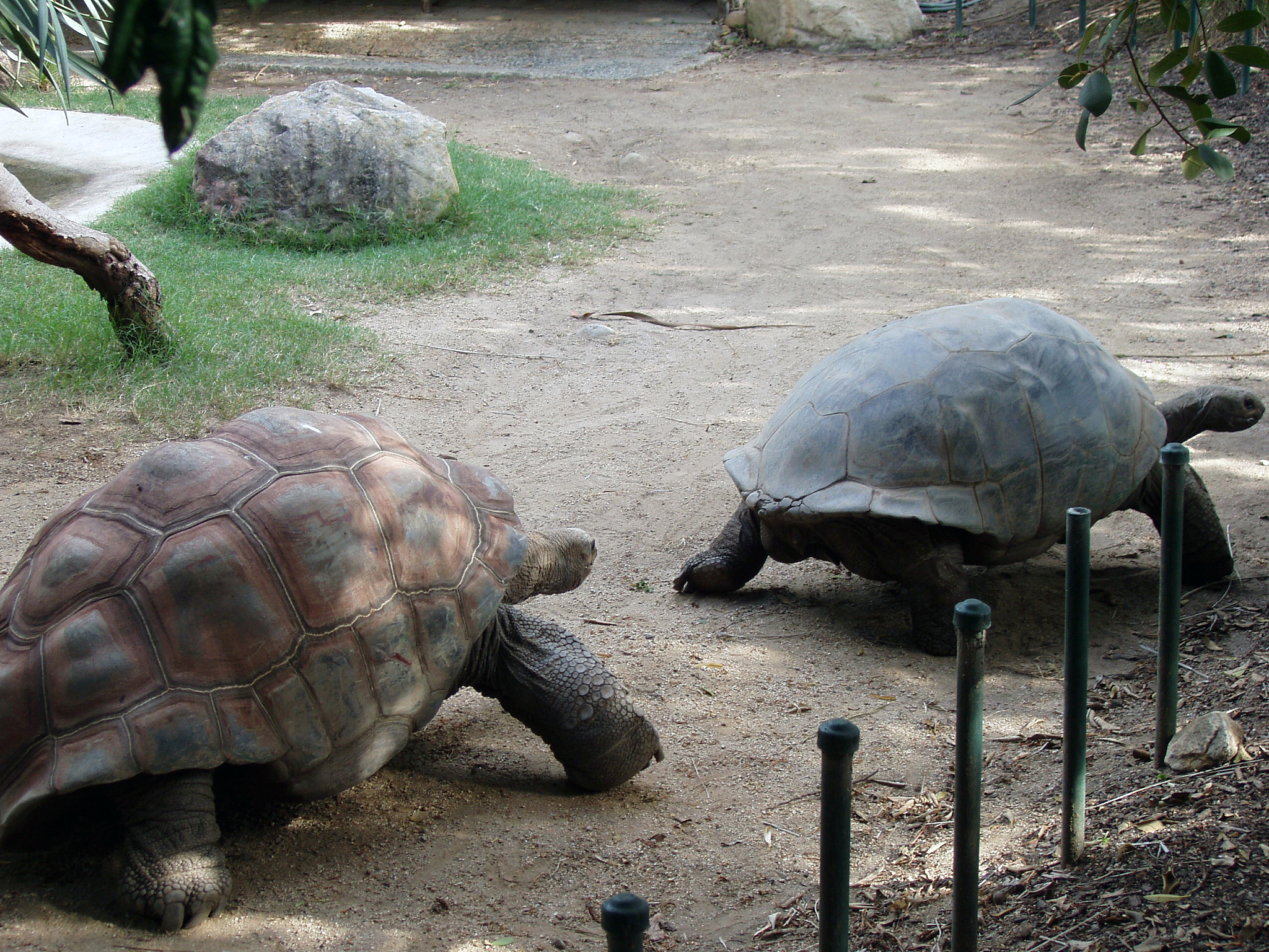 taronga zoo galapagos tortoise