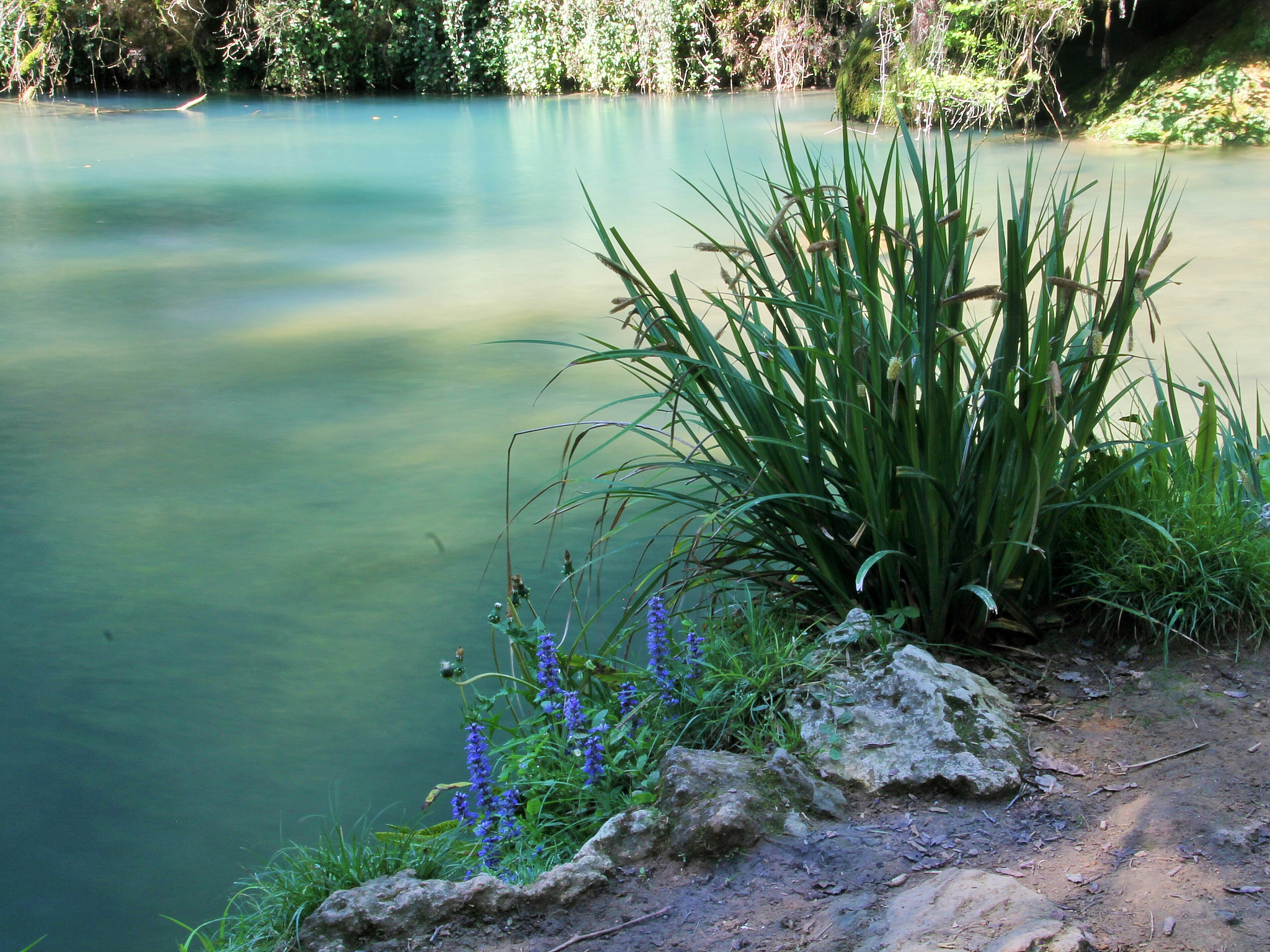 Aquatic Botany 期刊：水生植物学研究的领先平台