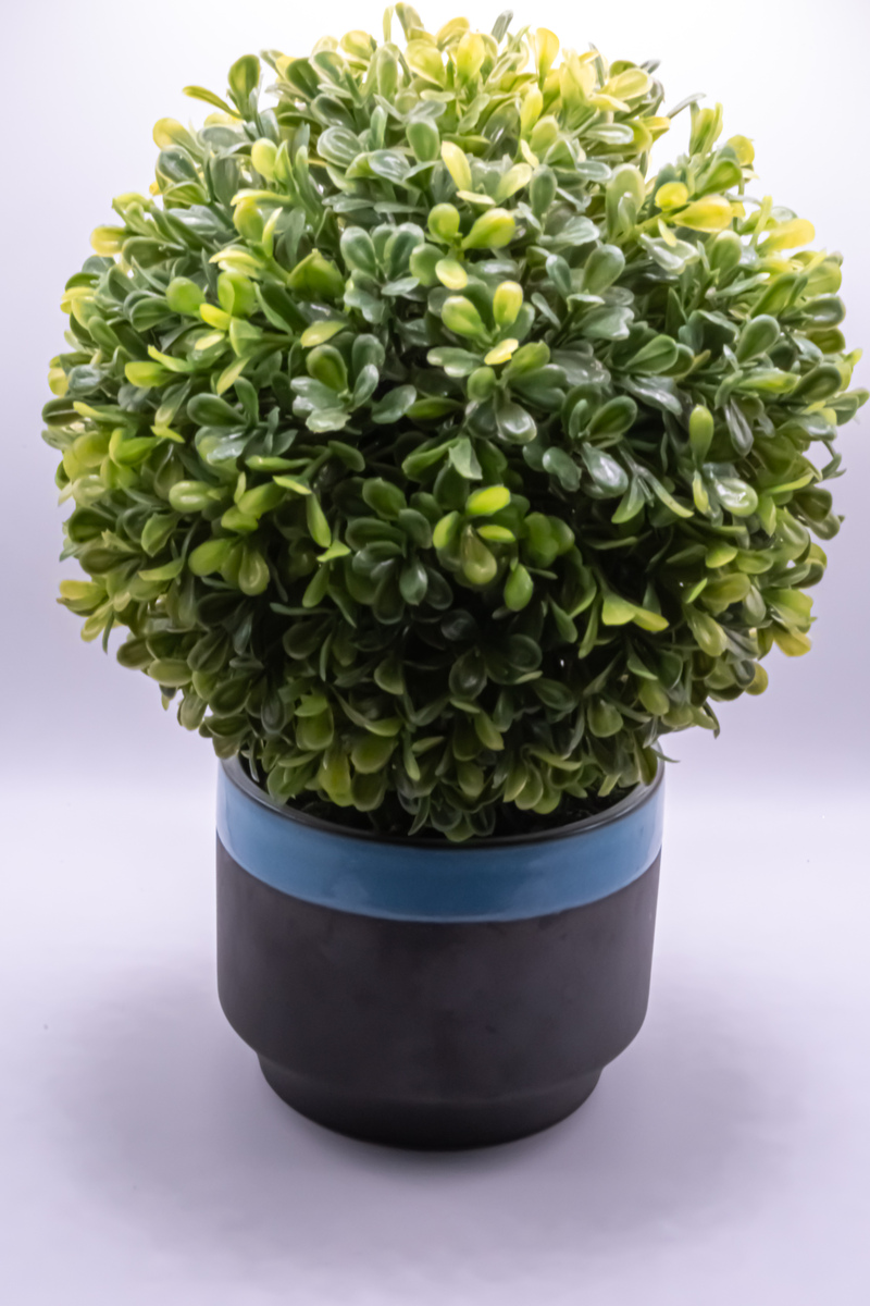 高山海冬青的最佳温度和湿度