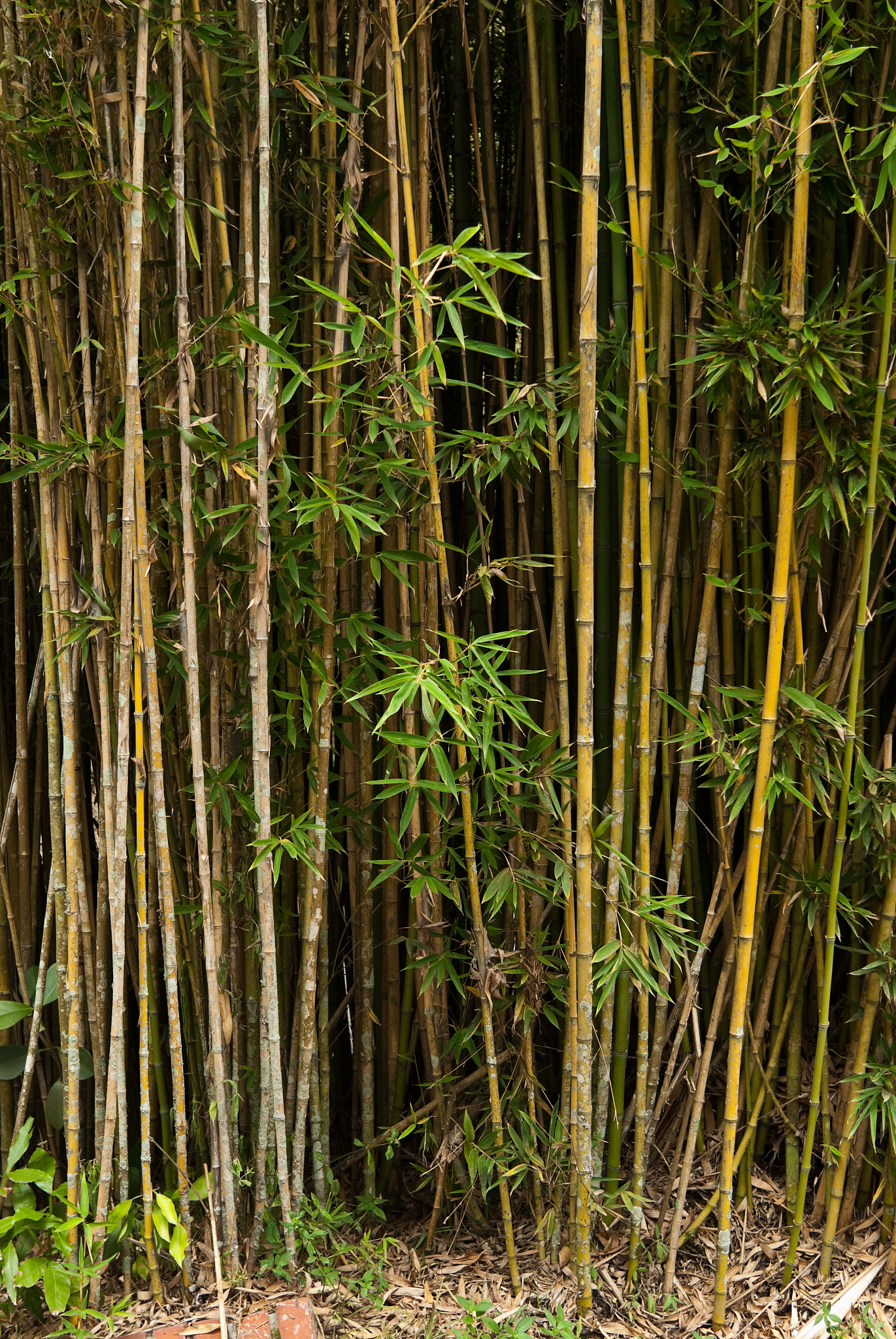 bambu forest
