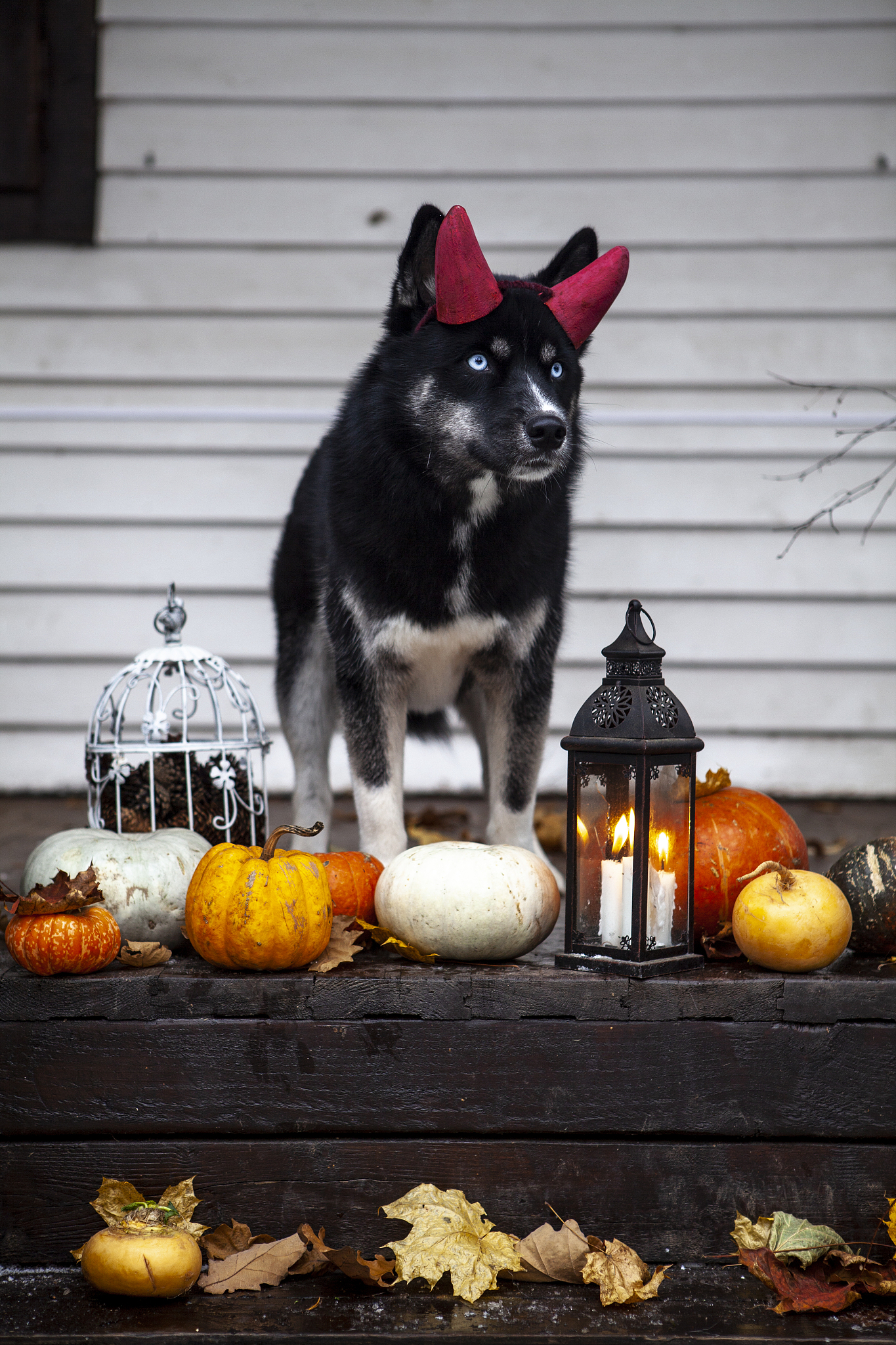 梦幻西游戏合宠