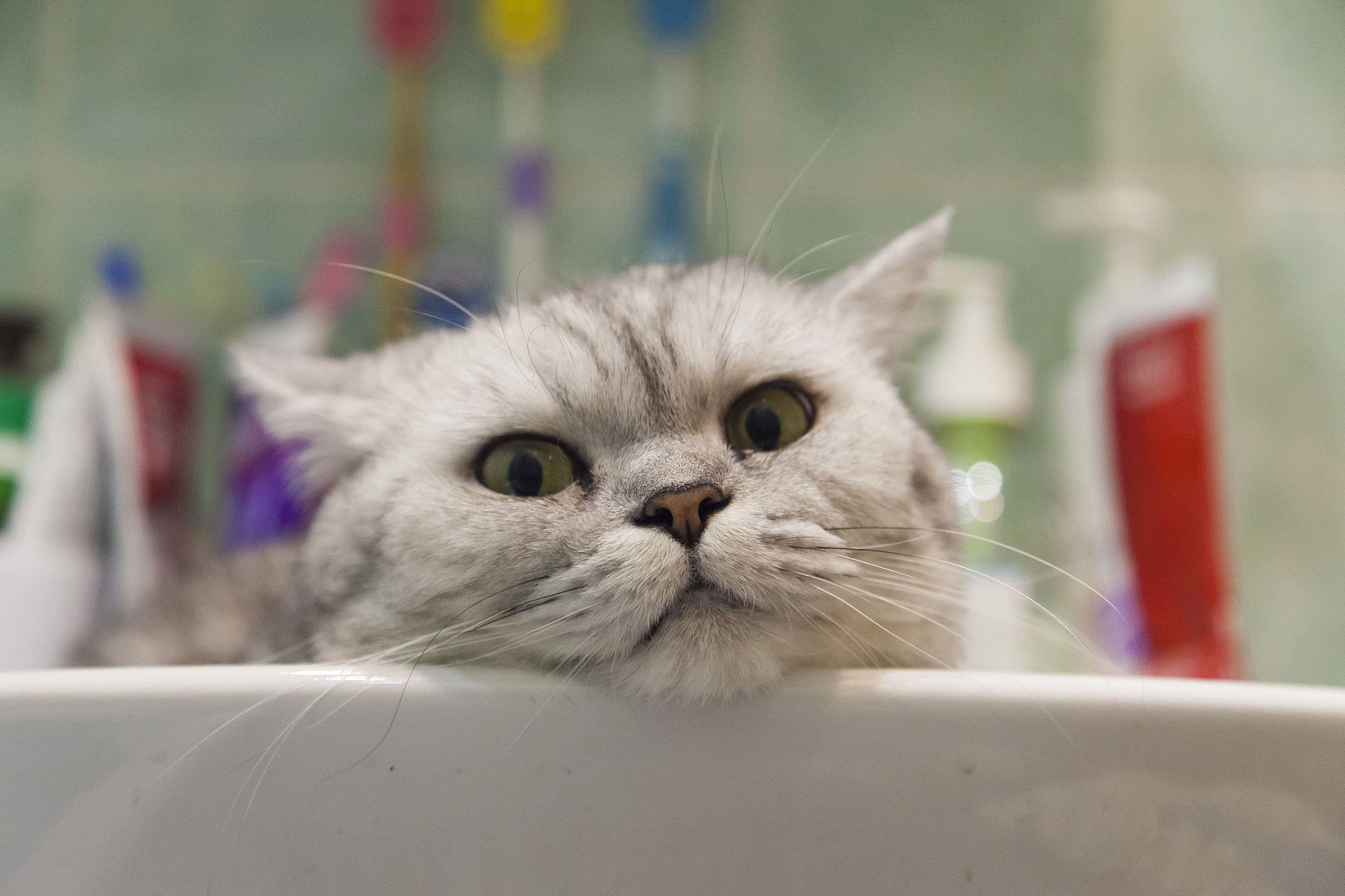 gray british cat