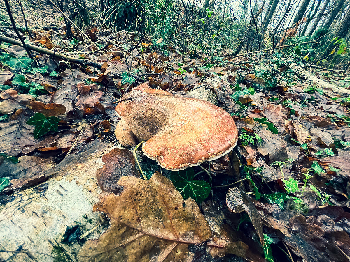 真菌：生物界中的神秘成员