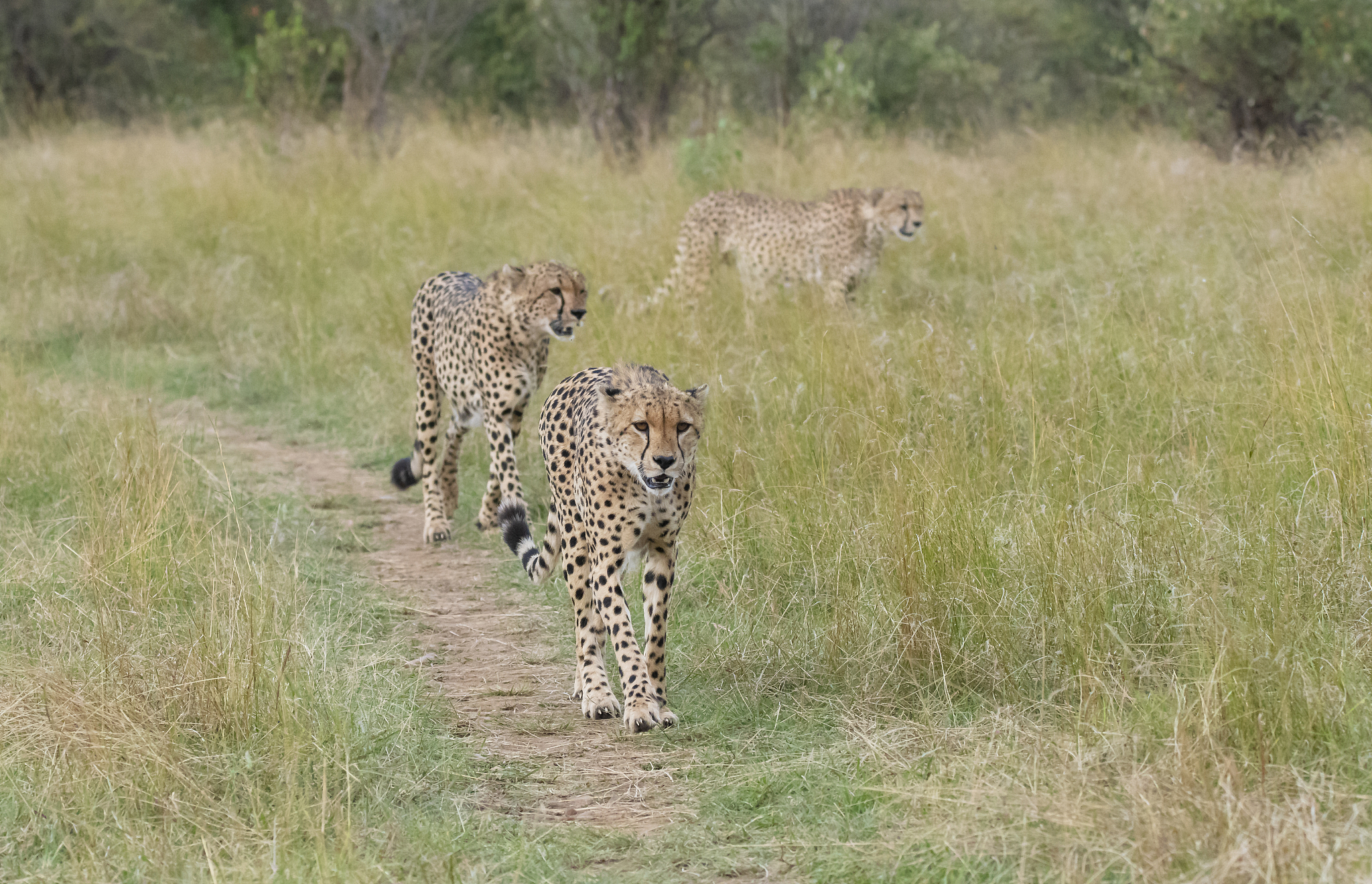 five brothers cheetah coalition walking in the plains of africa 