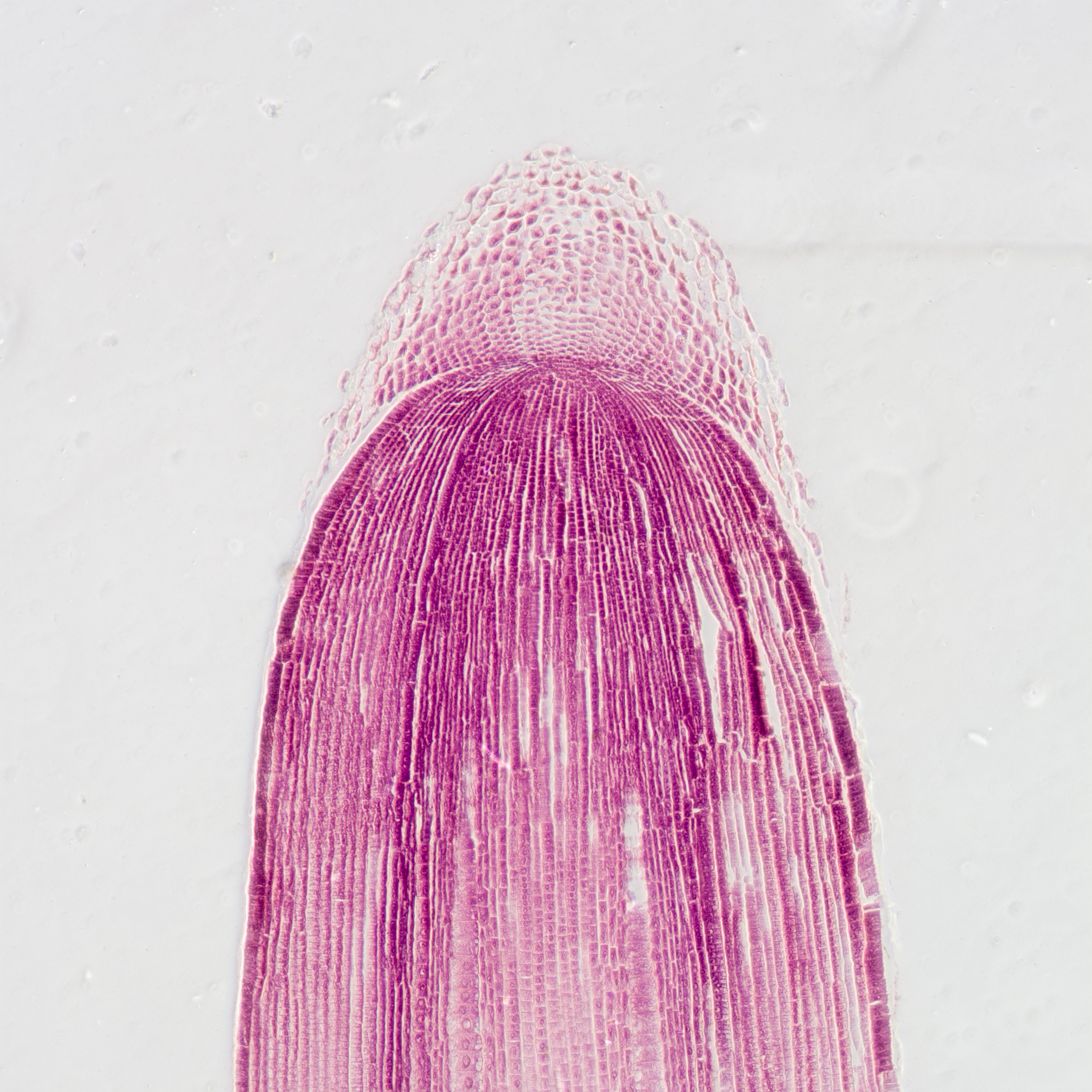 翻译下这段话： 次生木质部