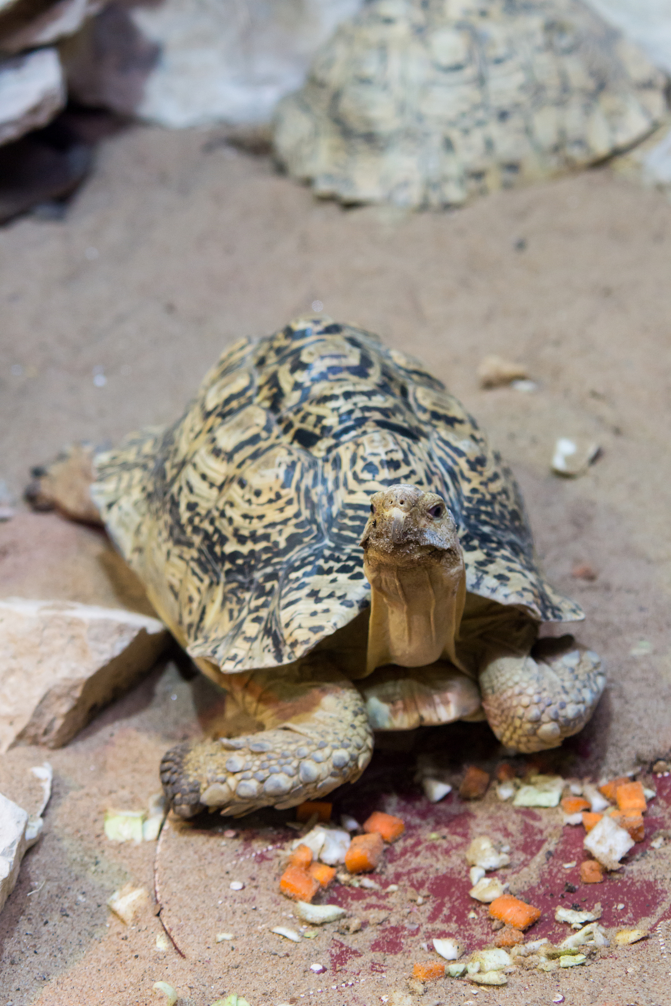 overland turtle