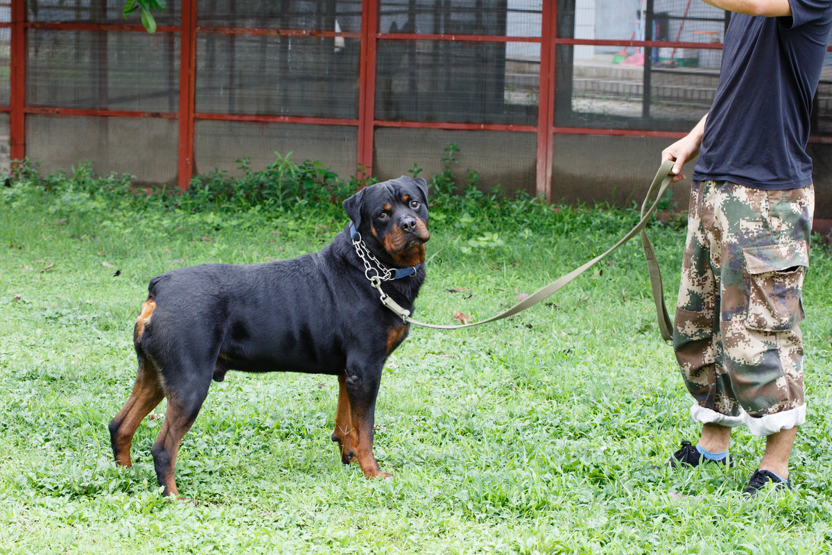 大型犬：品种、特点、饮食、运动和照顾