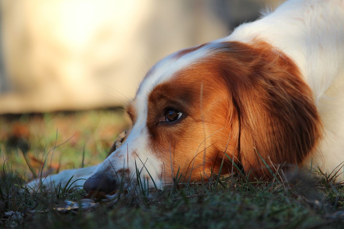 给我一段摄影师的自述视频文字脚本，要有诗意，高级感