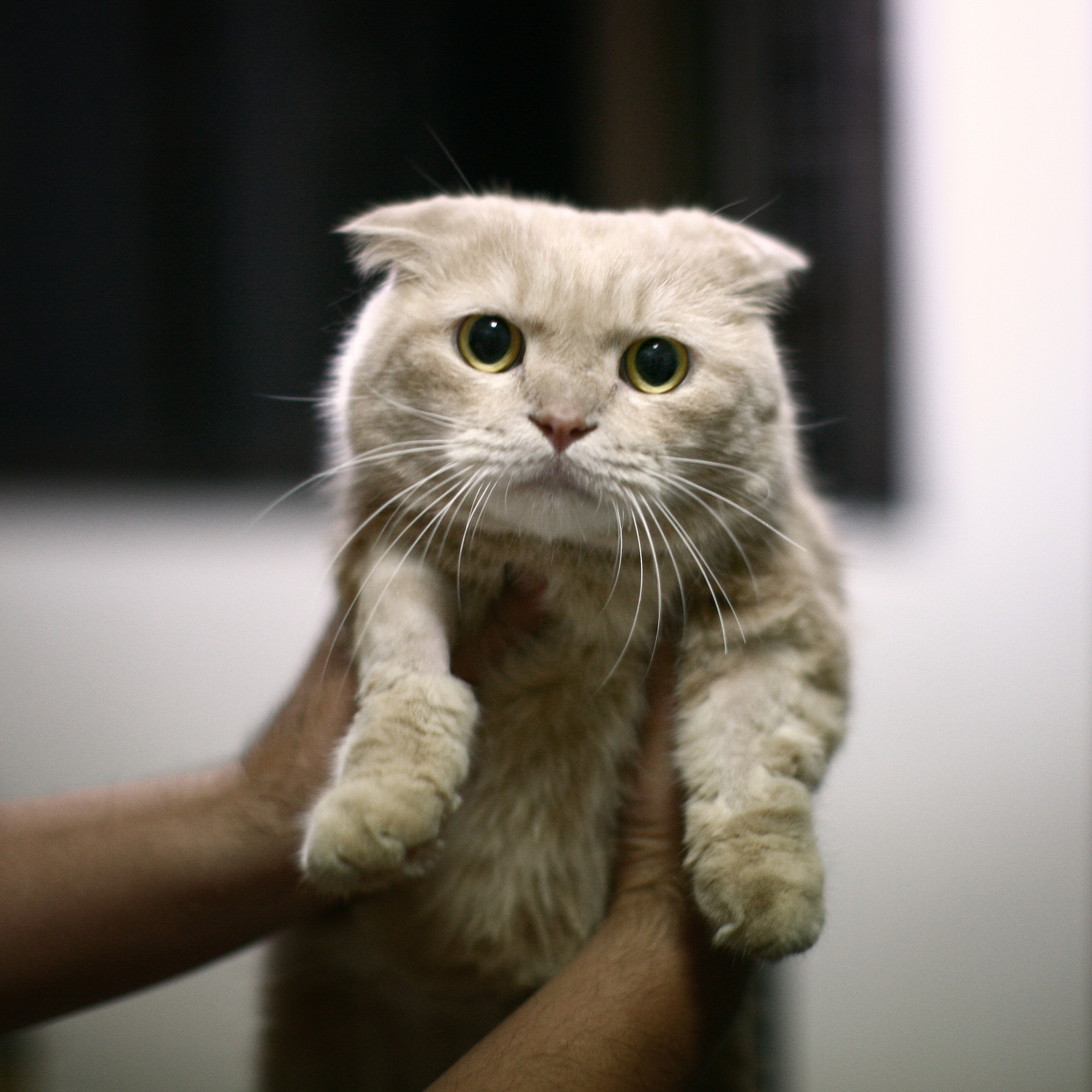 猫叫声的奥秘：丰富多样的表达方式