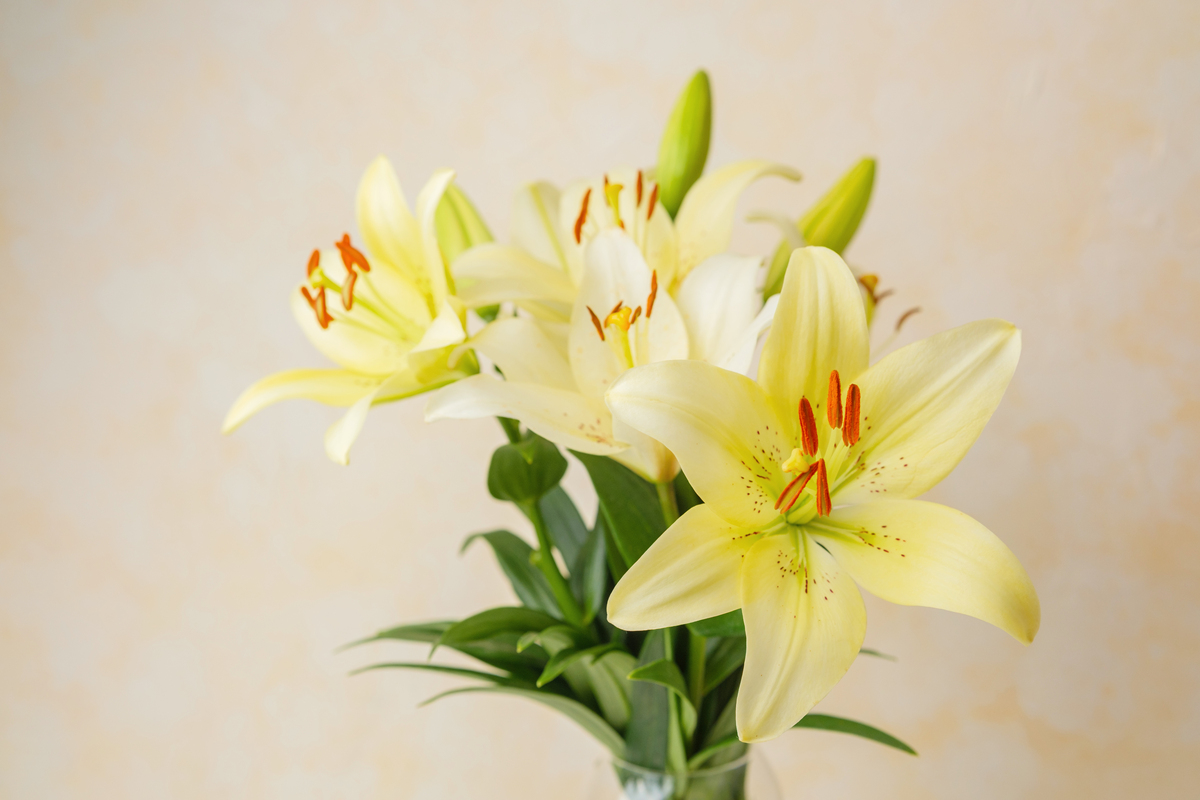 百合花：纯洁与高贵的象征