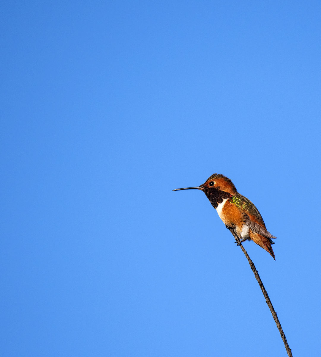 进击的巨人艾伦·耶格尔: 人物分析、评价与争议