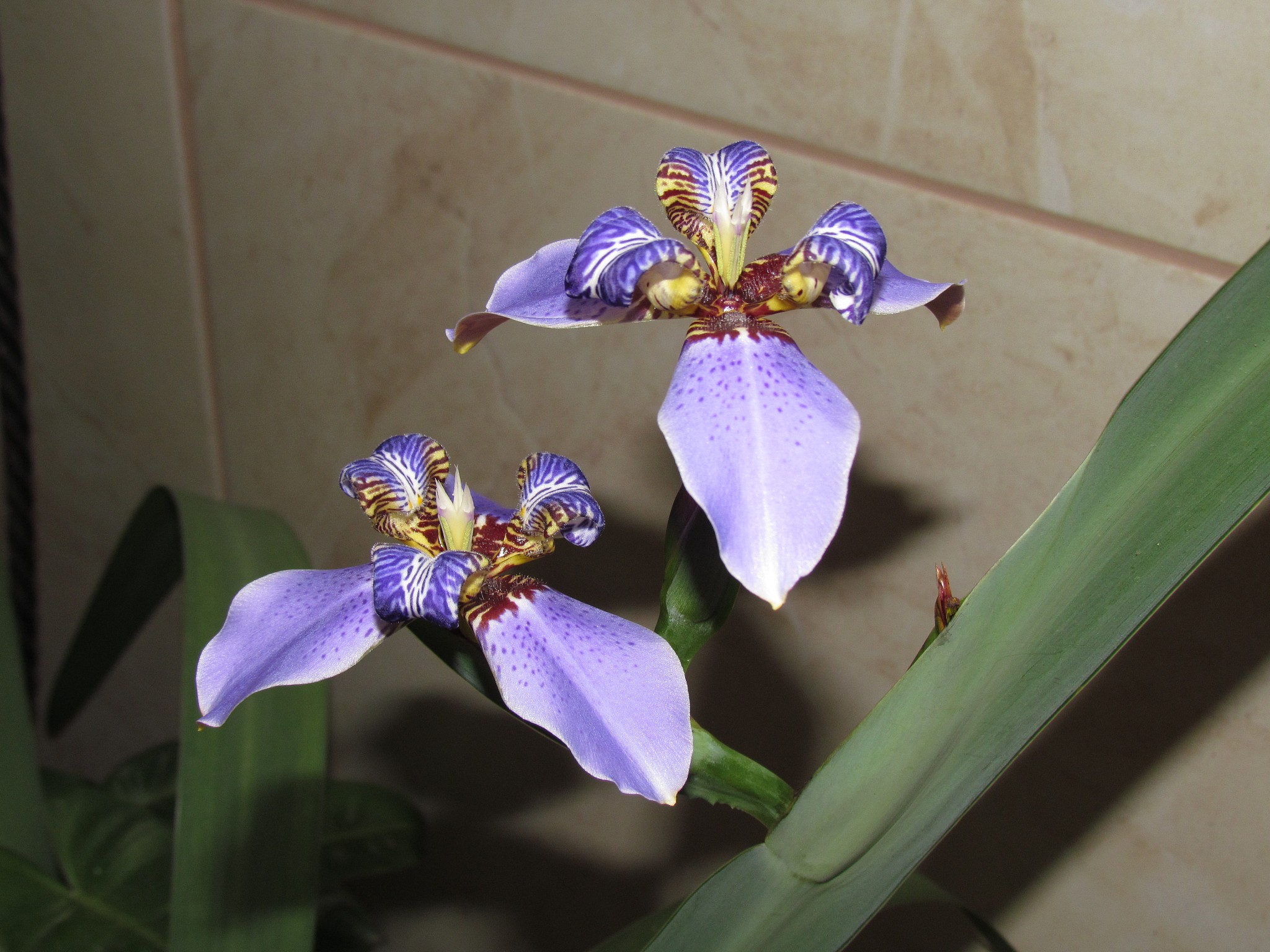 blue walking iris, neomarica caerulea regina