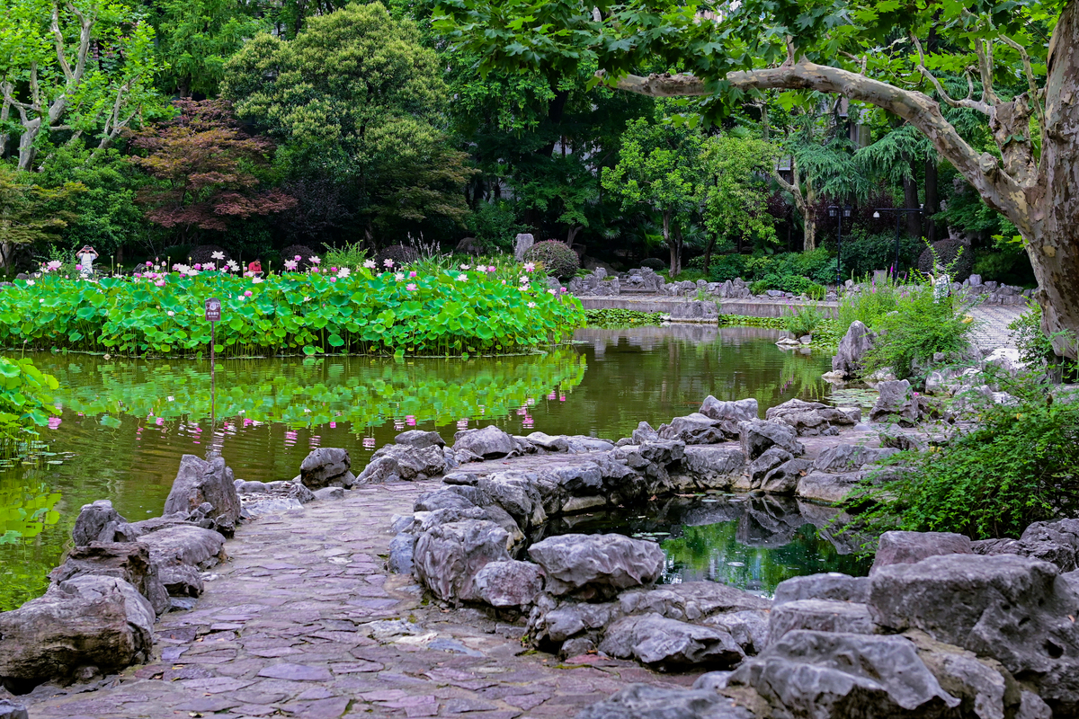 瘦西湖植物配置：水生、湿生植物点缀，美景与生态并存