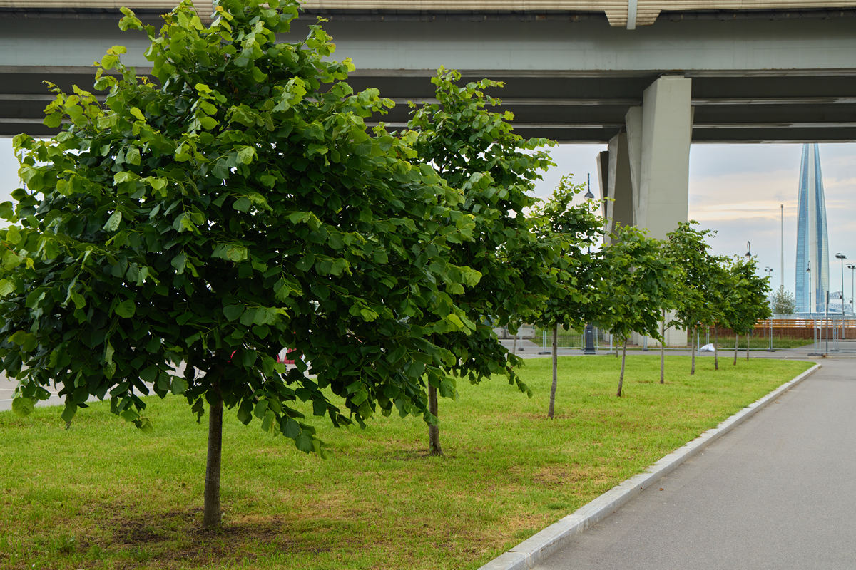 西安东三环道路绿化主要植物：槐树、法桐、白蜡树、银杏树、紫薇