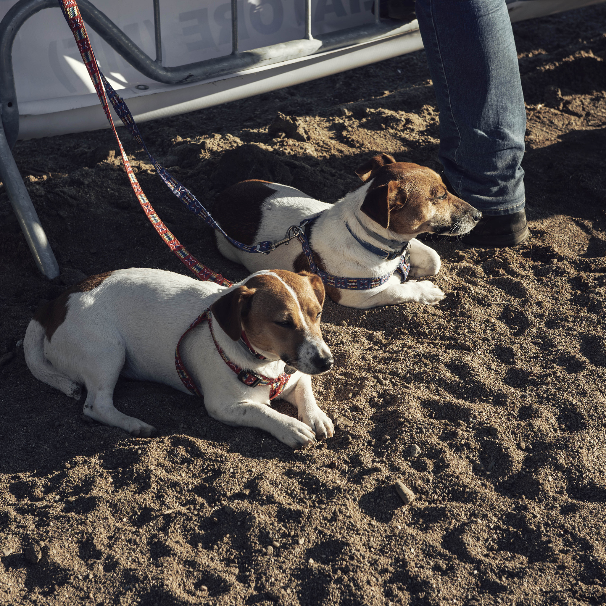 爱吃鞋子的旺财：一只小狗的奇葩爱好