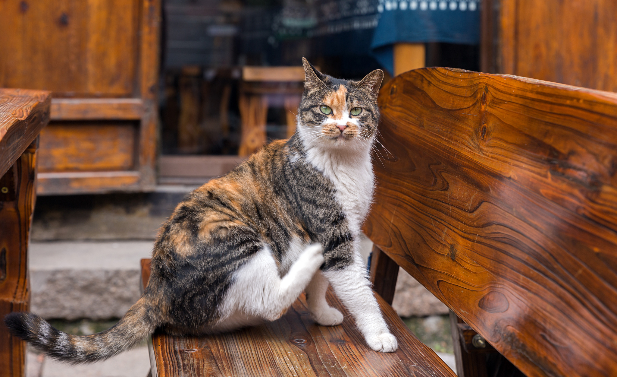 扮演一名宠物博主写篇800字散养的公猫跑出去七天了还会回来吗？的视频文案要有互动语句重新编写个标题