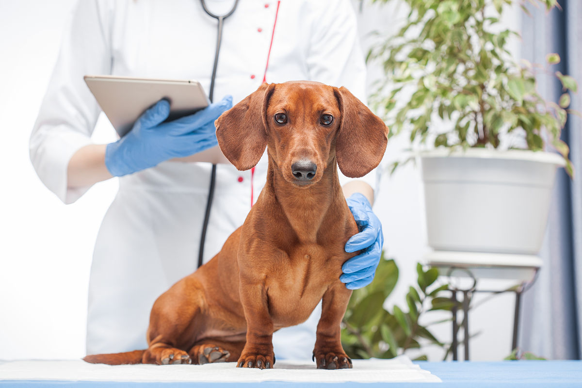 青海畜牧兽医职业技术学院畜牧兽医专业怎么样？实力如何？