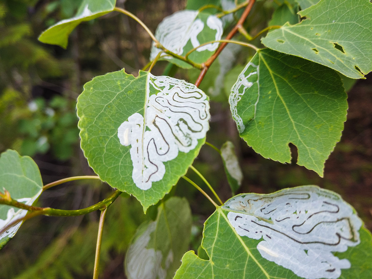 JOURNAL OF PLANT ECOLOGY期刊详细简介