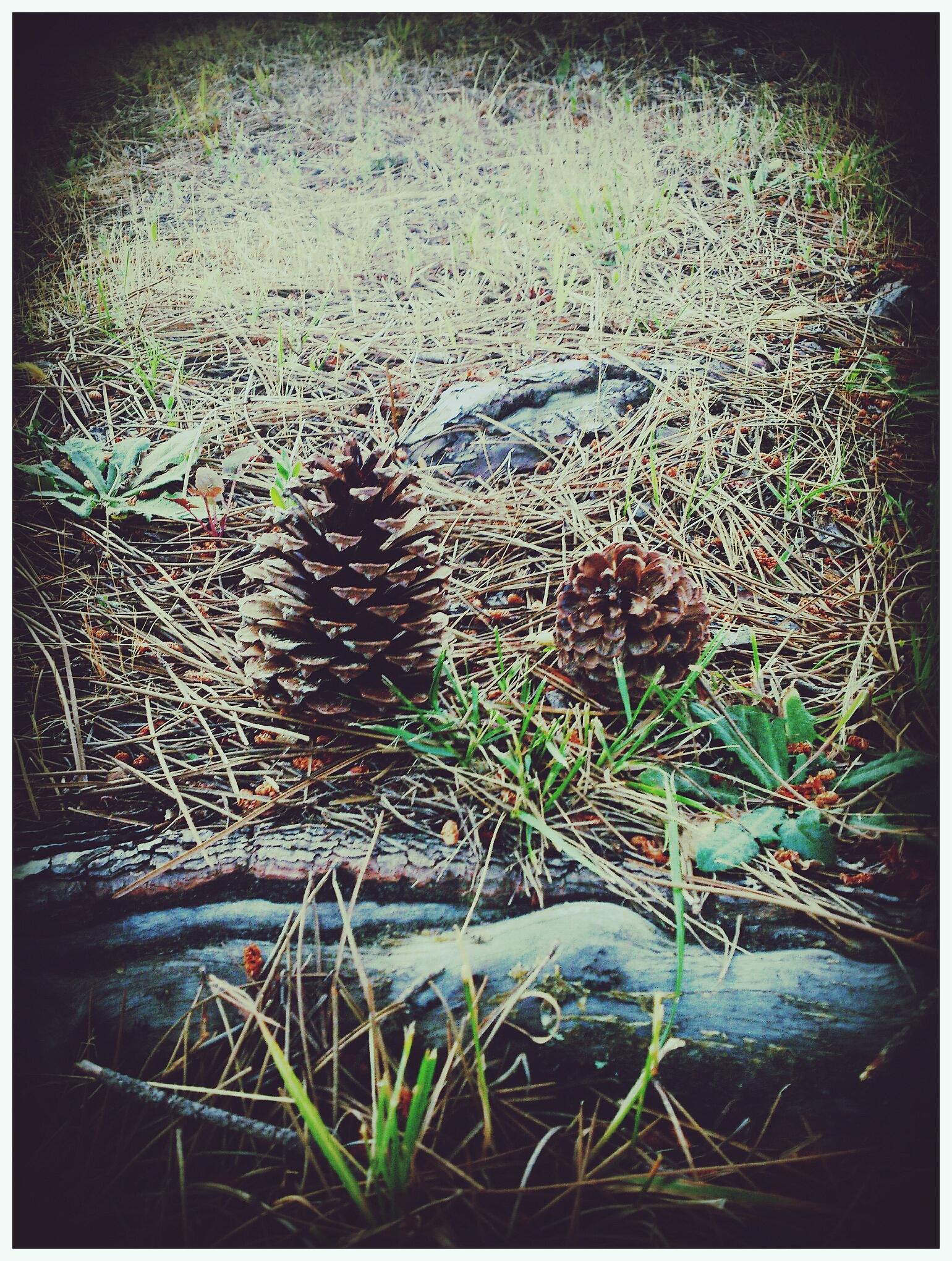two pine cones in the forest
