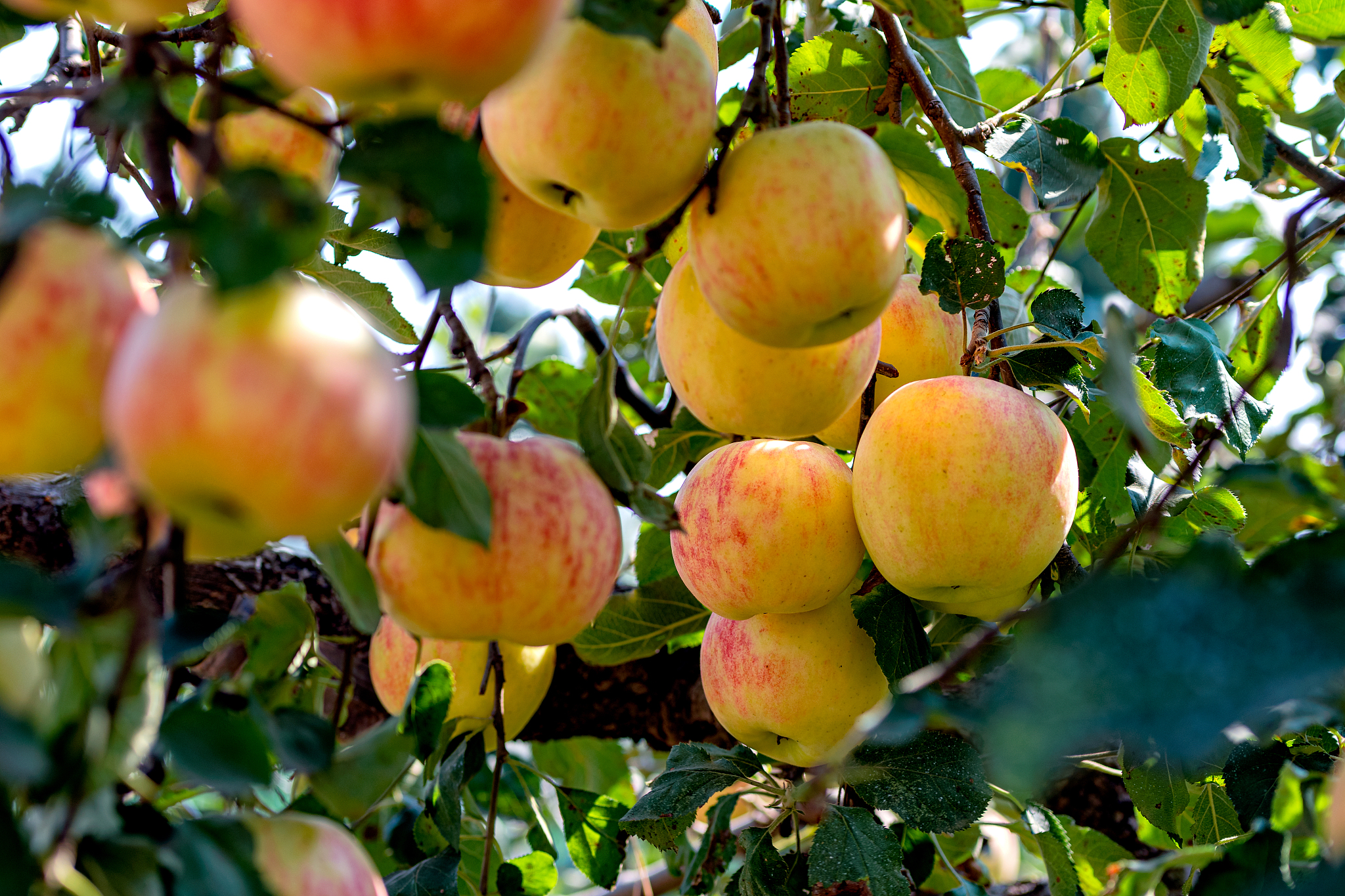 山东医学高等专科学校卫生检验与检疫技术专业都学些什么