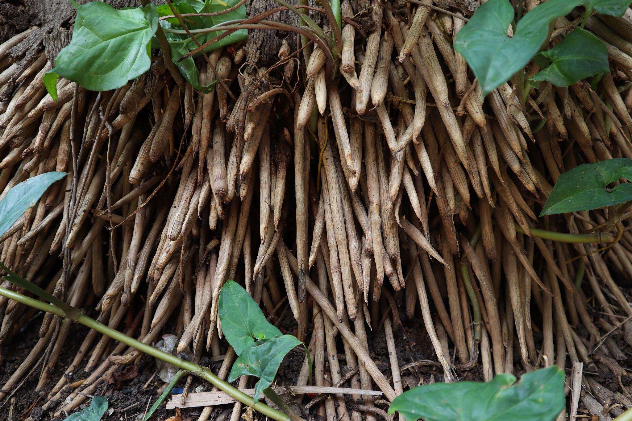 royal palms tree dense roots pattern.