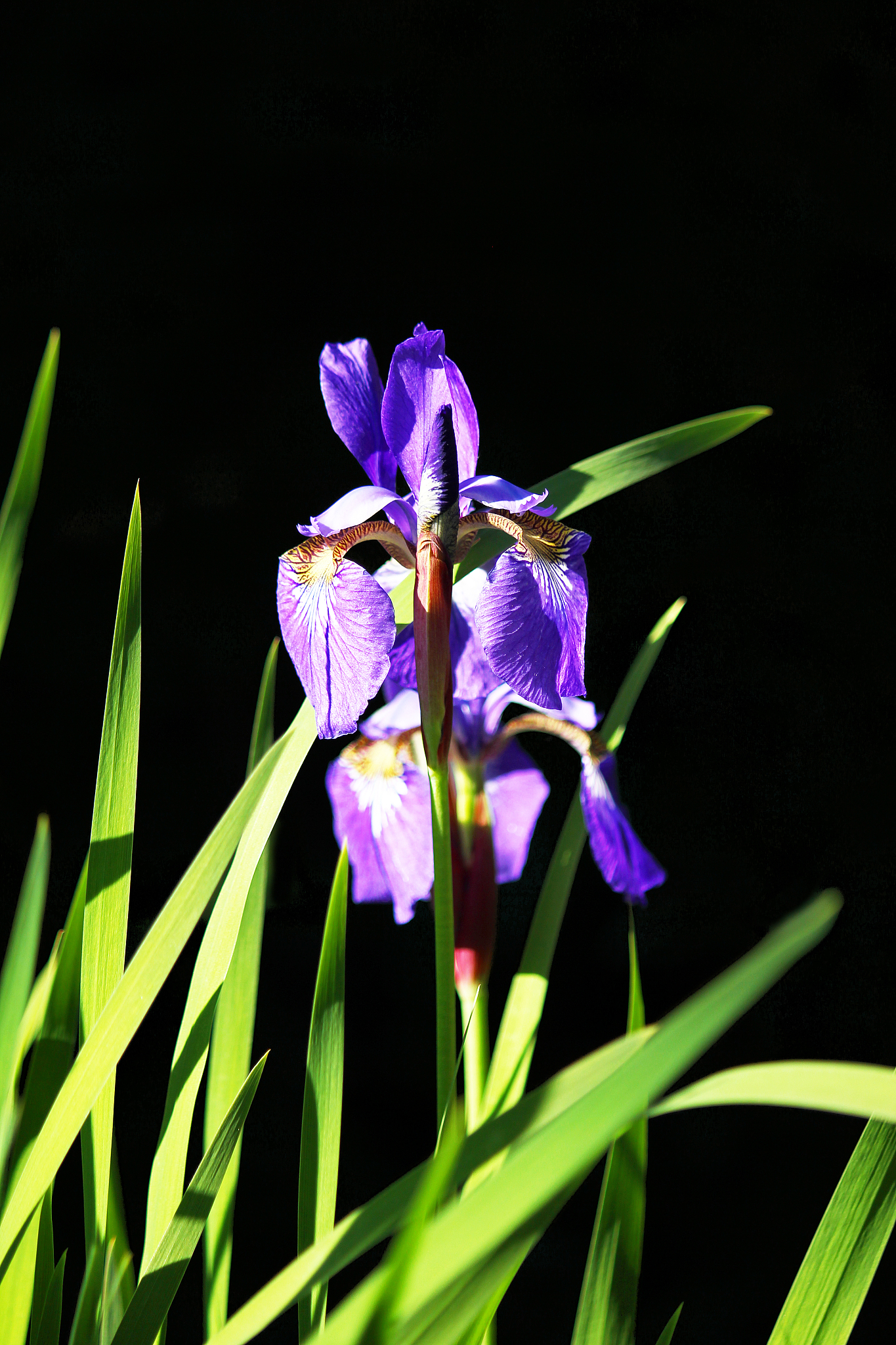 purple iris blossoms against black background