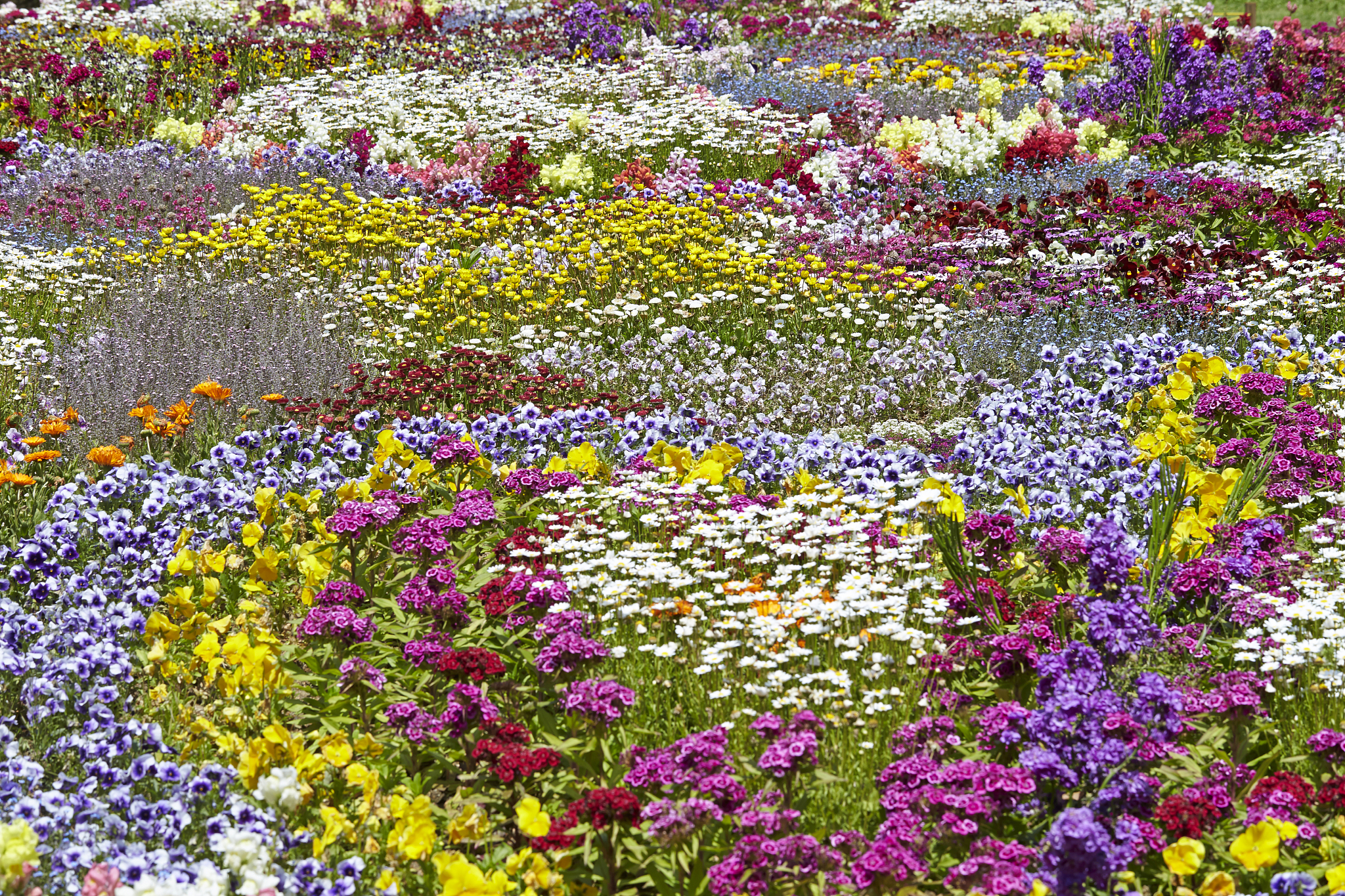 c++已知花园里有n朵花每一朵花的颜色为0到9之间的一个数字其中只有颜色为m的花能够吸收能量并绽放。请编写程序计算一共有多少朵花能够在一夜之间绽放。输入 共三行。第一行为一个整数n表示花的总数。第二行为n个整数依次表示每朵花的颜色。第三行为一个数m表示能绽放的花的颜色。输出 一个整数表示颜色为m的花的数量。输入样例 72 0 1 2 5 2 42输出样例 3用时内存 1000MS100MB编辑区提