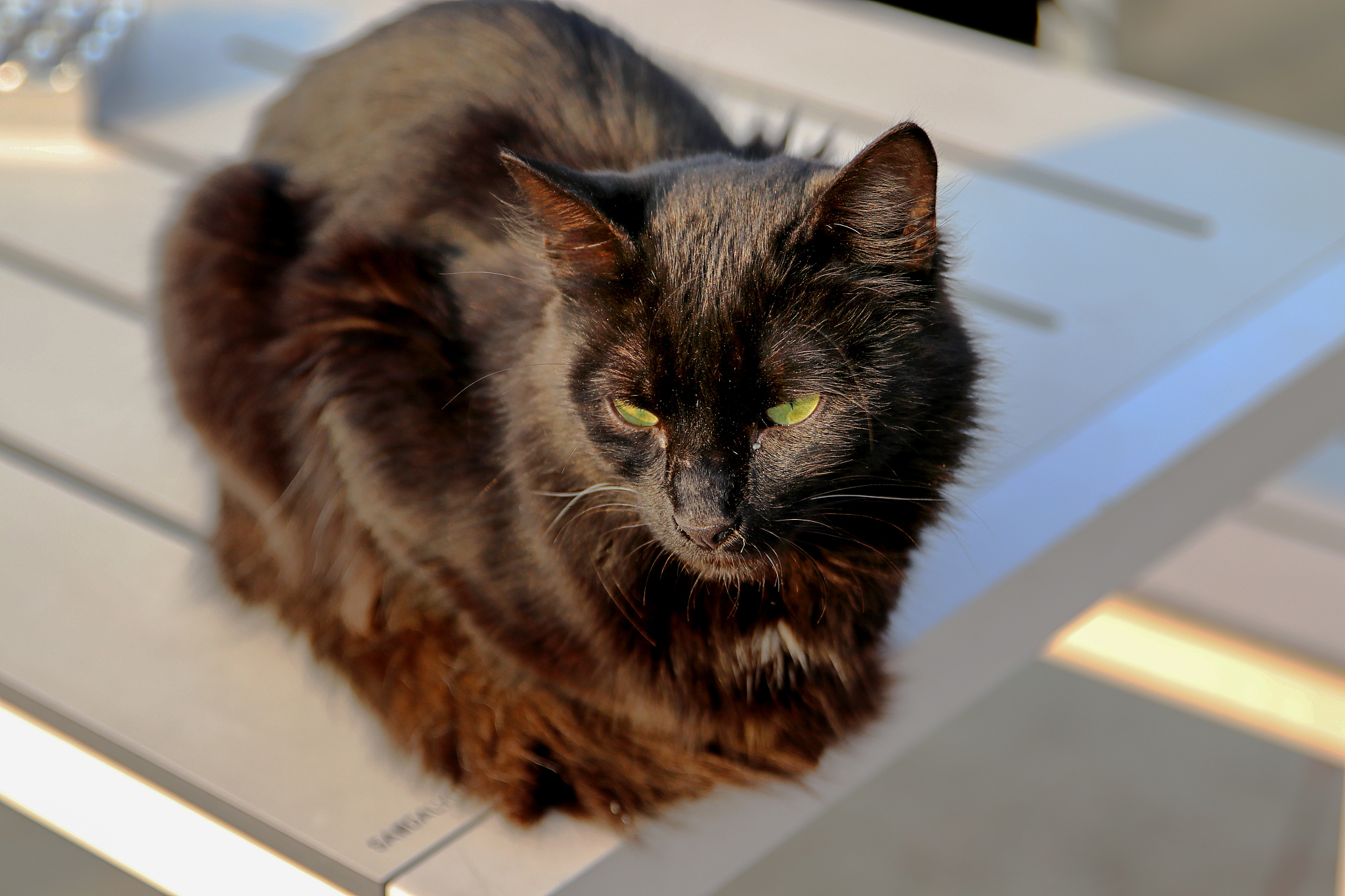 北京景山御猫传说：雪眉与狮猫的皇家故事