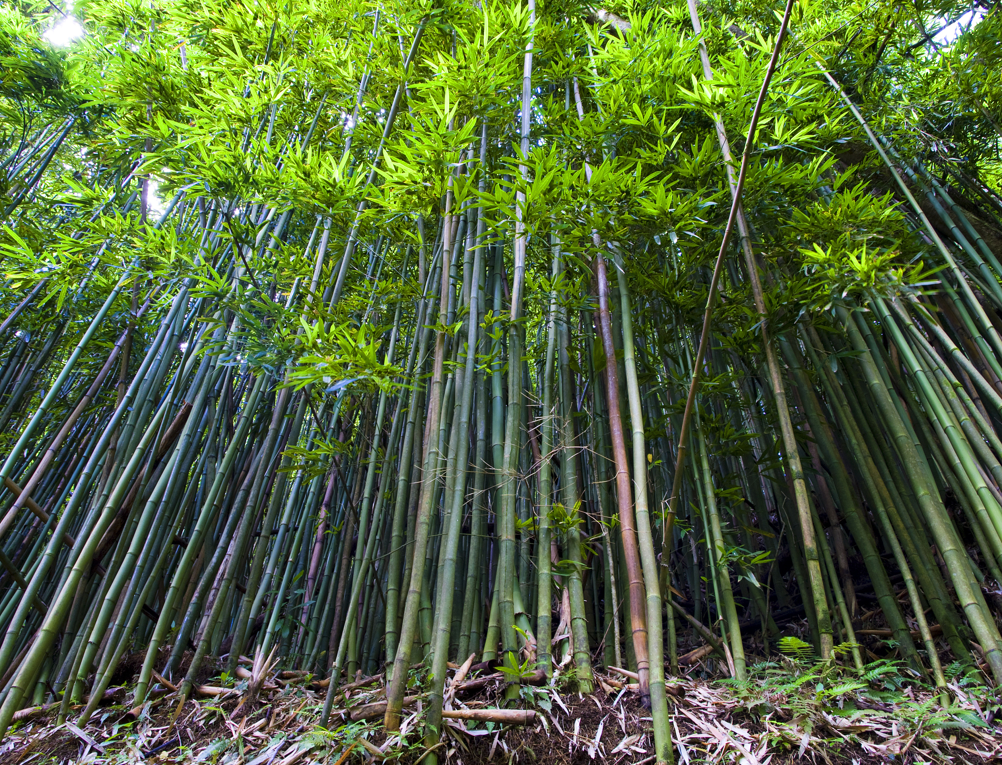 bamboo plants in manoa, hawaii