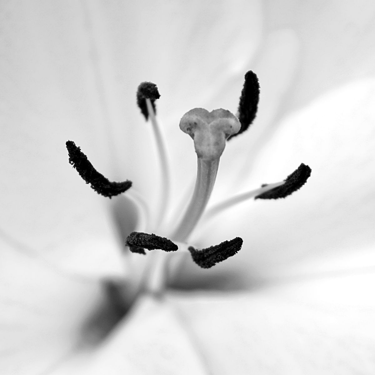 百合小说推荐榜单：十部不容错过佳作