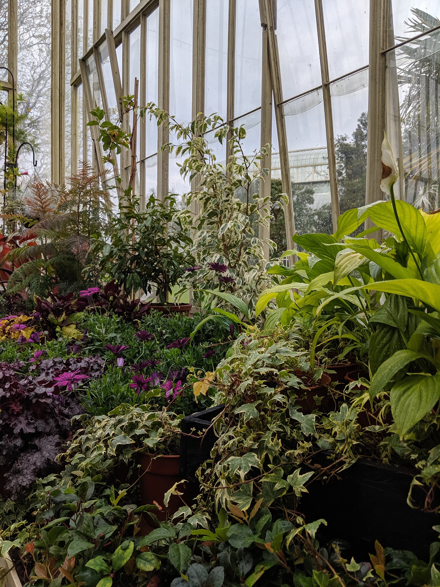 Scientia Horticulturae 期刊研究范围：从植物生理学到园艺栽培