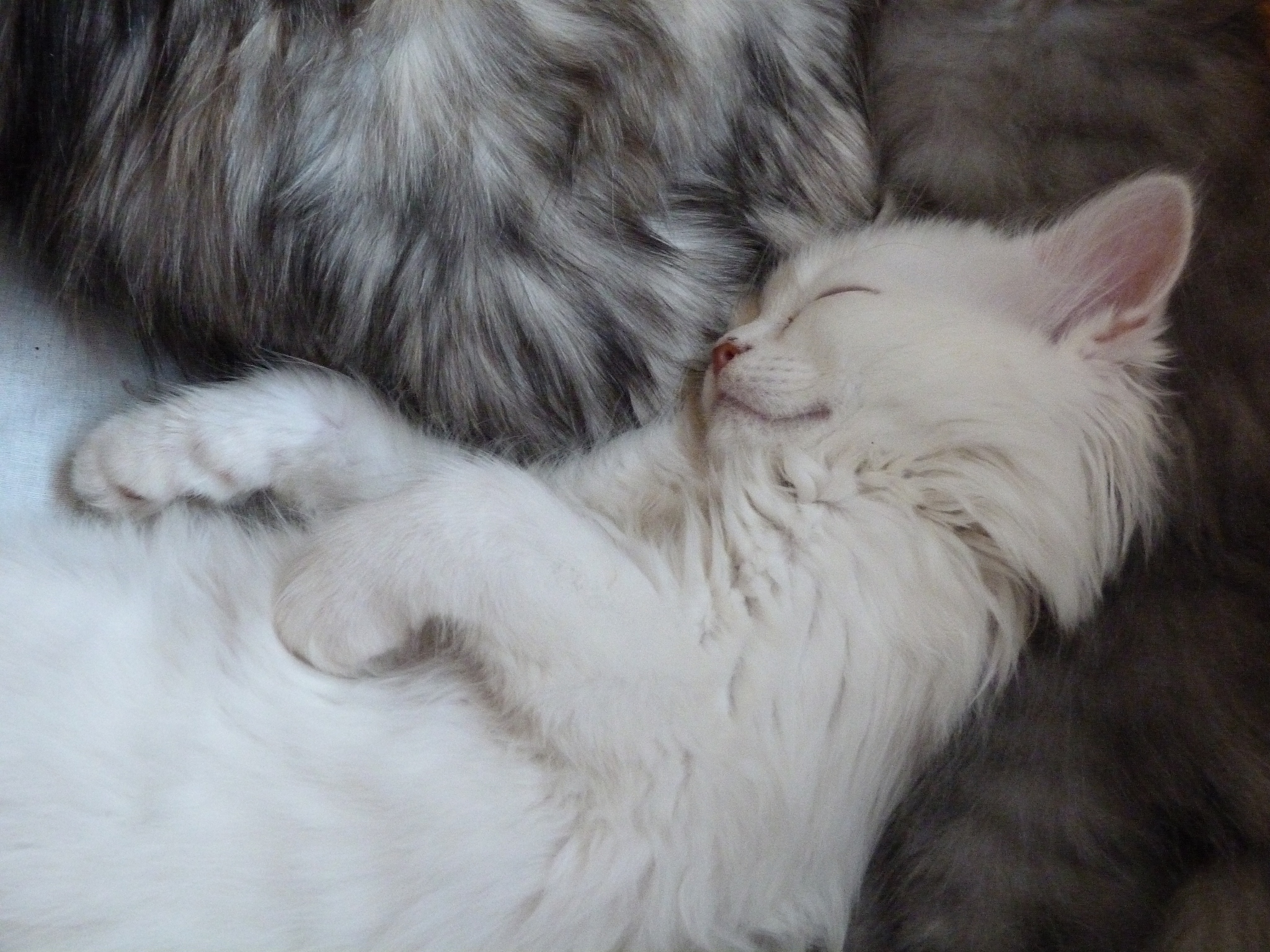 公猫名字中国风