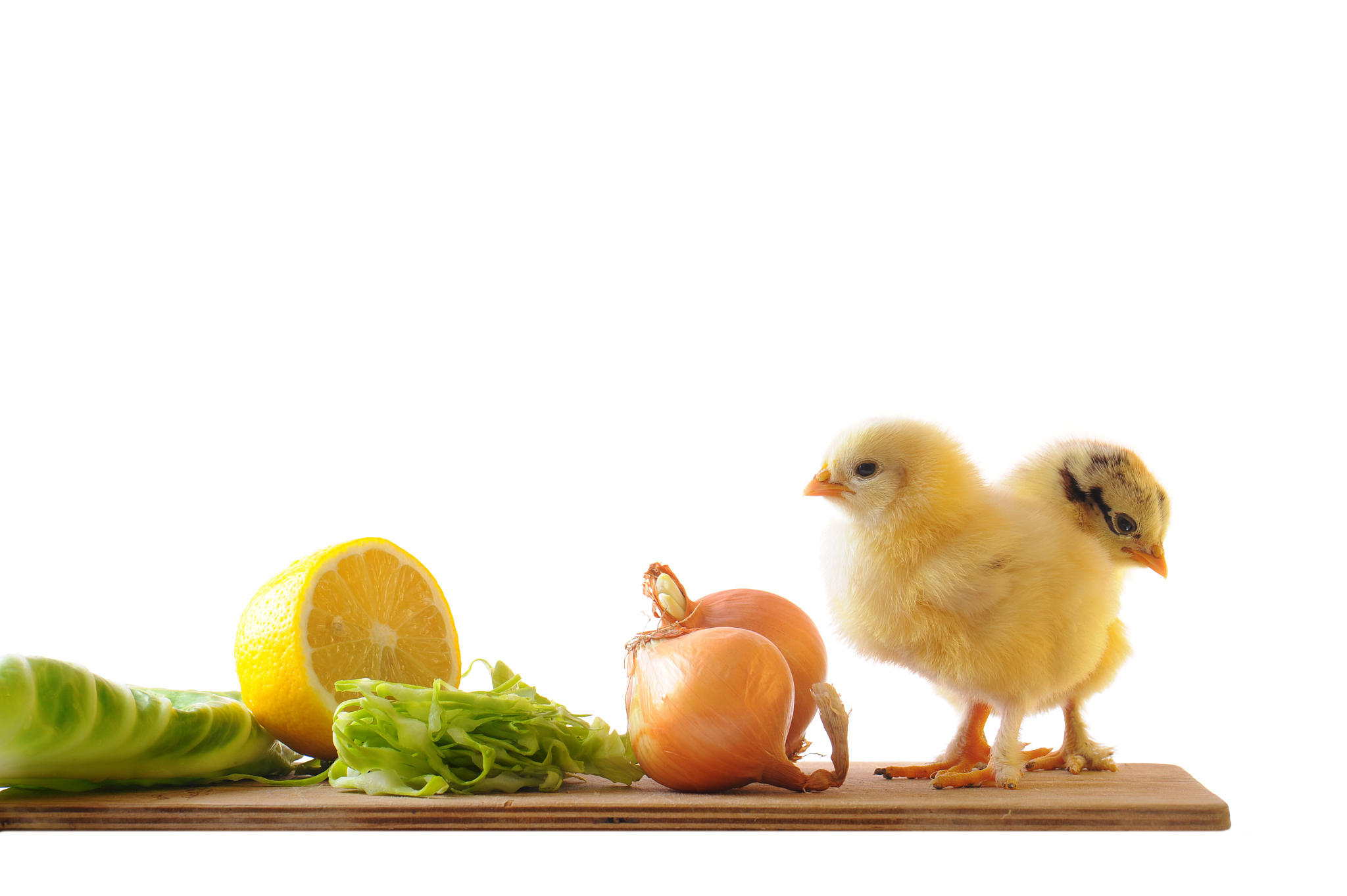 先有鸡还是先有蛋：揭秘进化与生命的起源