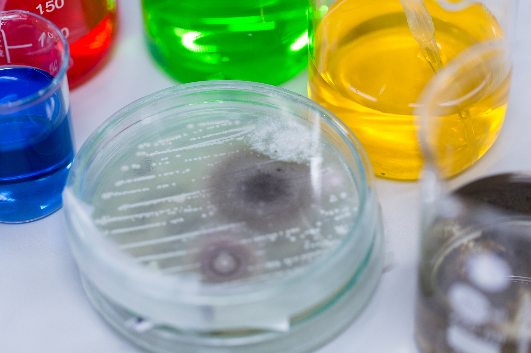 显微镜观察什么？生物、非生物、材料、细胞结构等