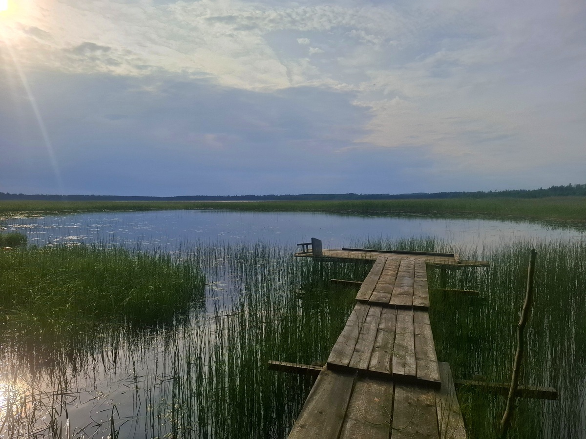 描写金湖湿地公园的景色不少于150字