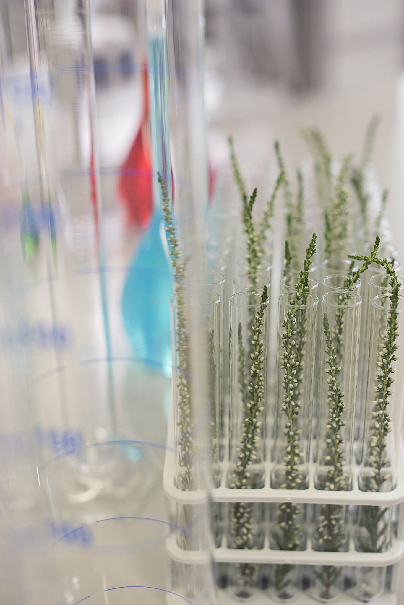 动植物实验探究指南：从生长发育到生态实验