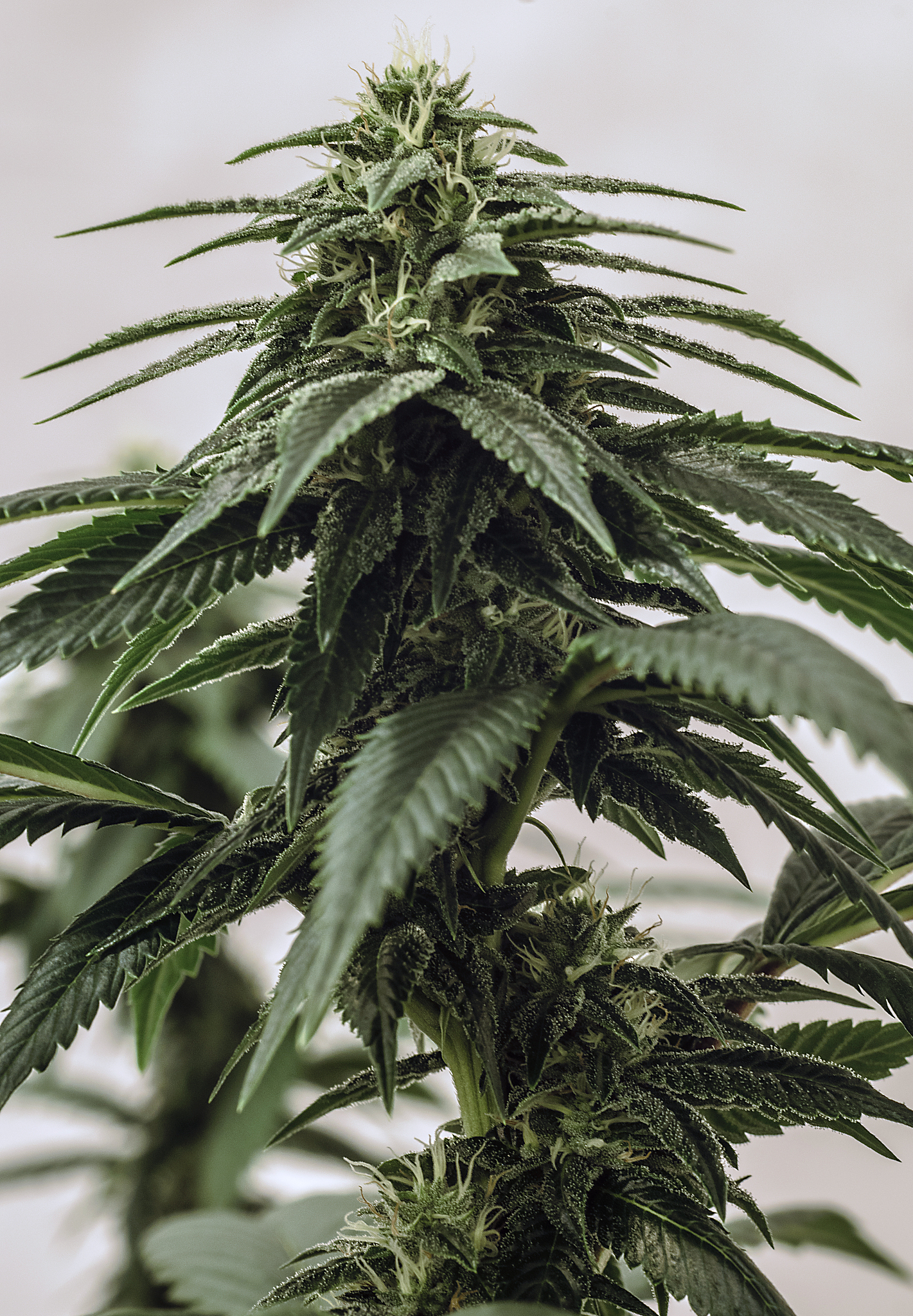 live cannabis macro bud shot