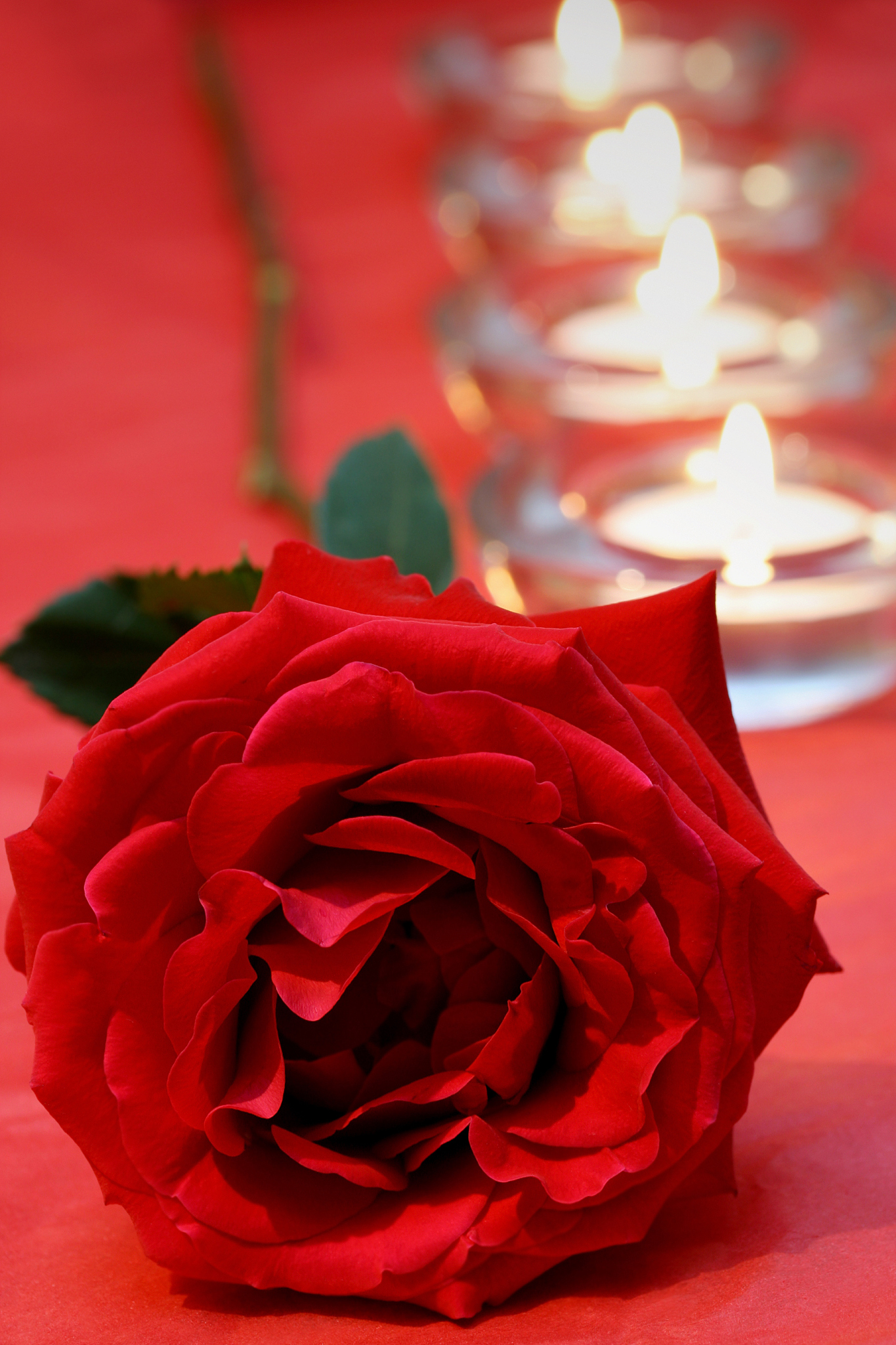 玫瑰花：花中皇后，象征爱情与浪漫 - 了解玫瑰的美丽与意义