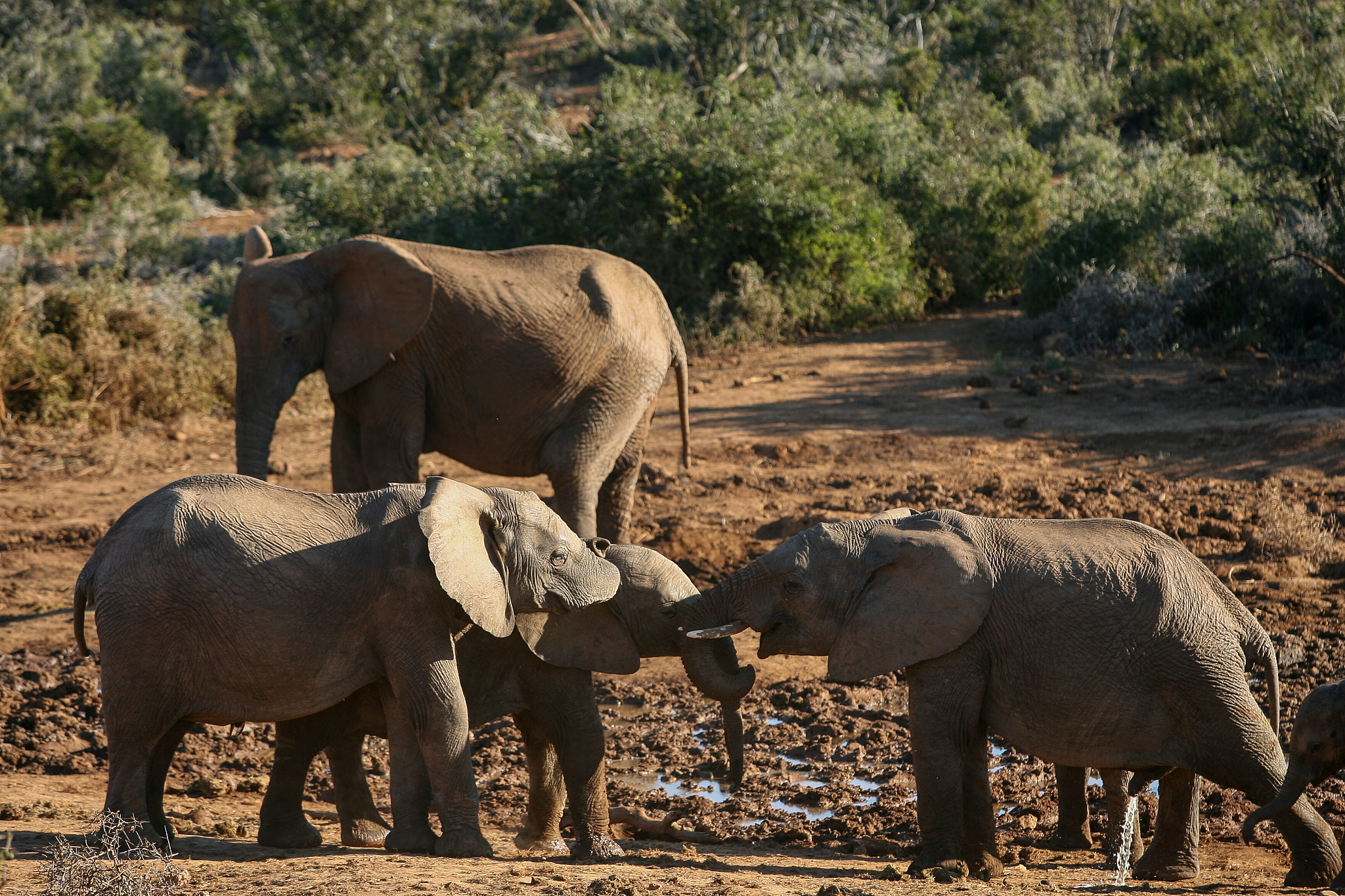 a herd of elephant at a watering hole in the addo national park.