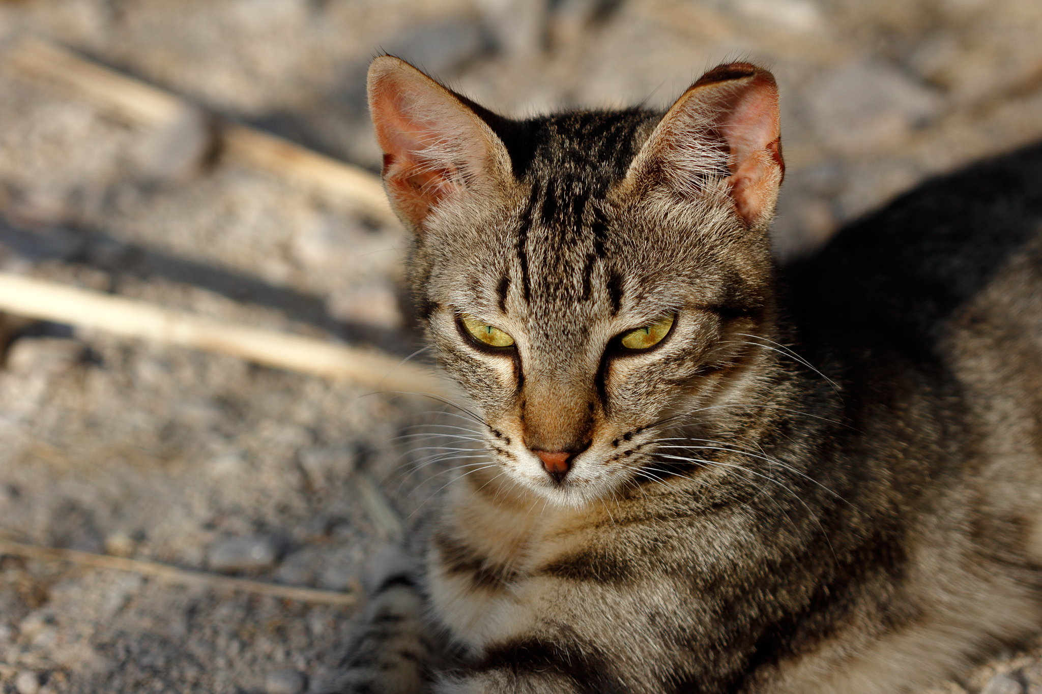 feral striped cat in the countryside