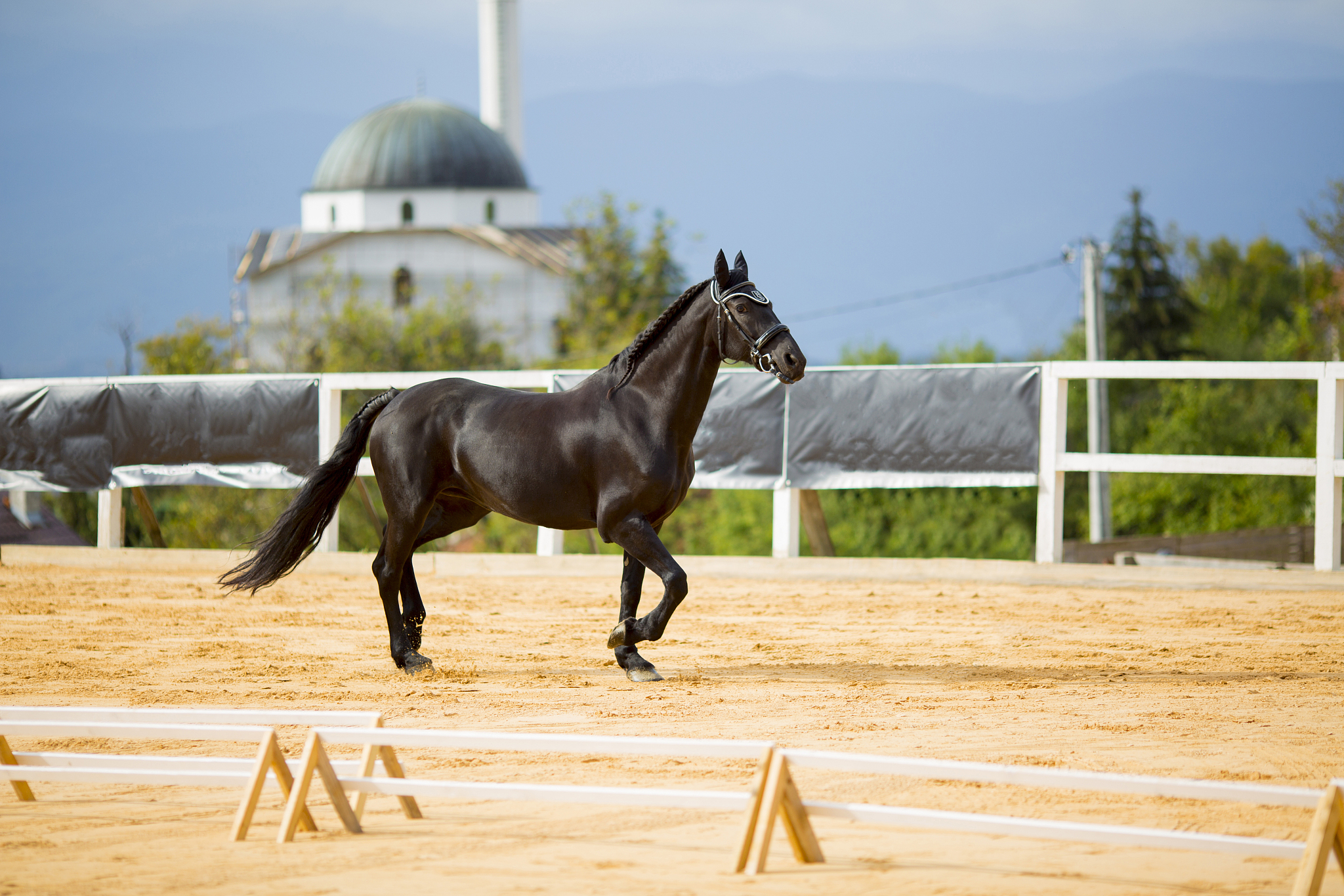 black horse walking in a hippodrome with a nature and sky backgr