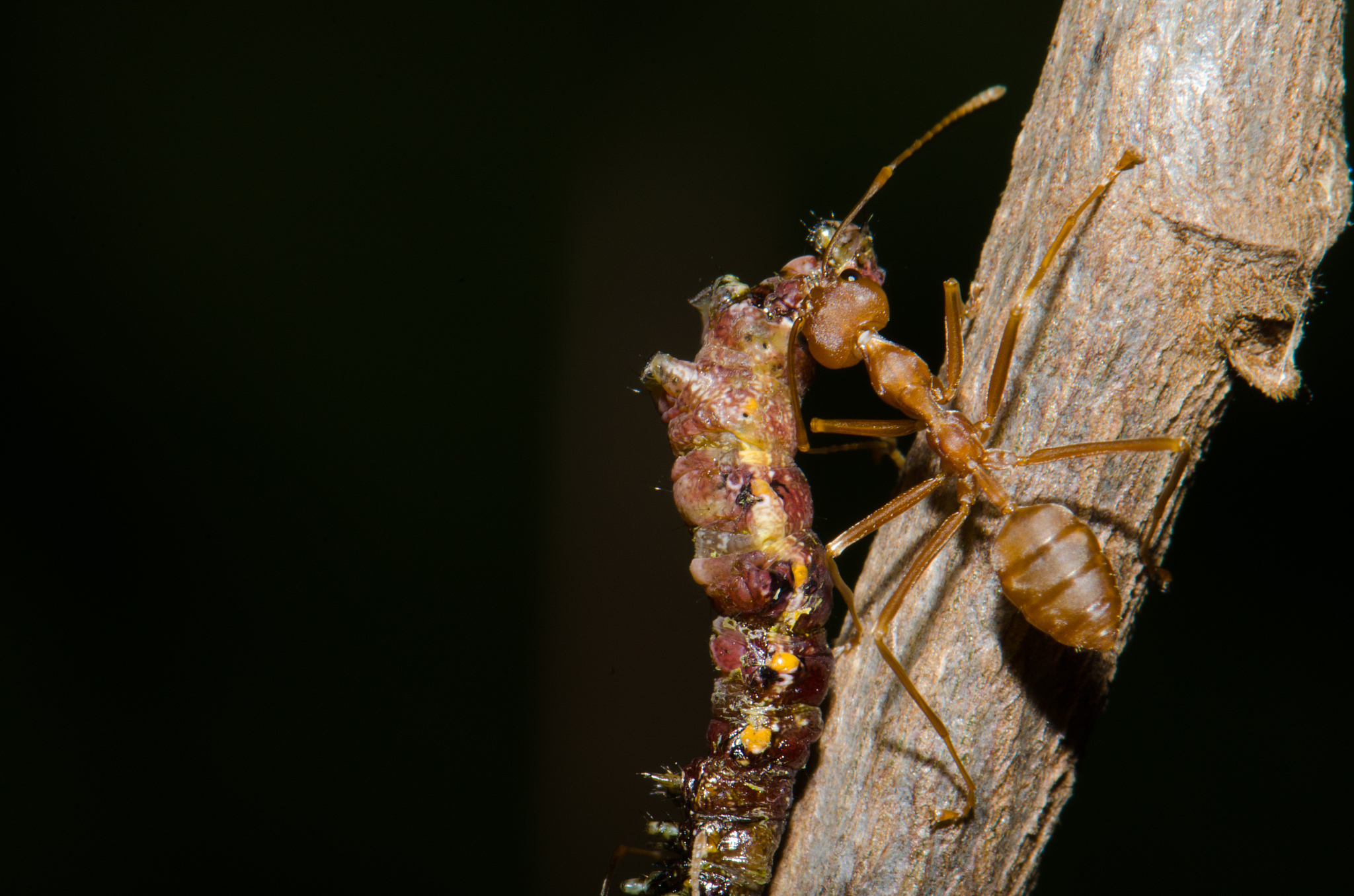 ants to help the victim with the nest.