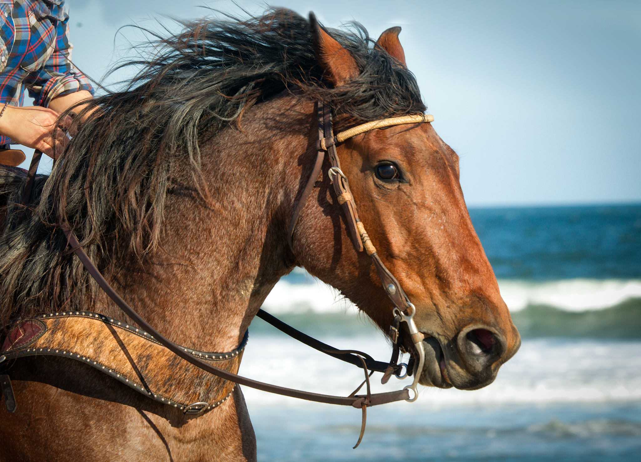 horseback ride on the beach