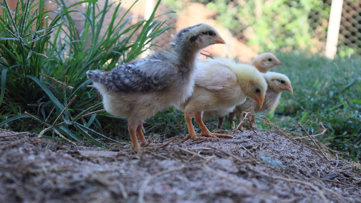 小公鸡和小鸭子：农村常见的家禽知识点