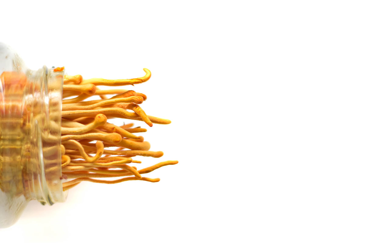 50个国珍牌松花蛹虫草粉百度经常问的标题