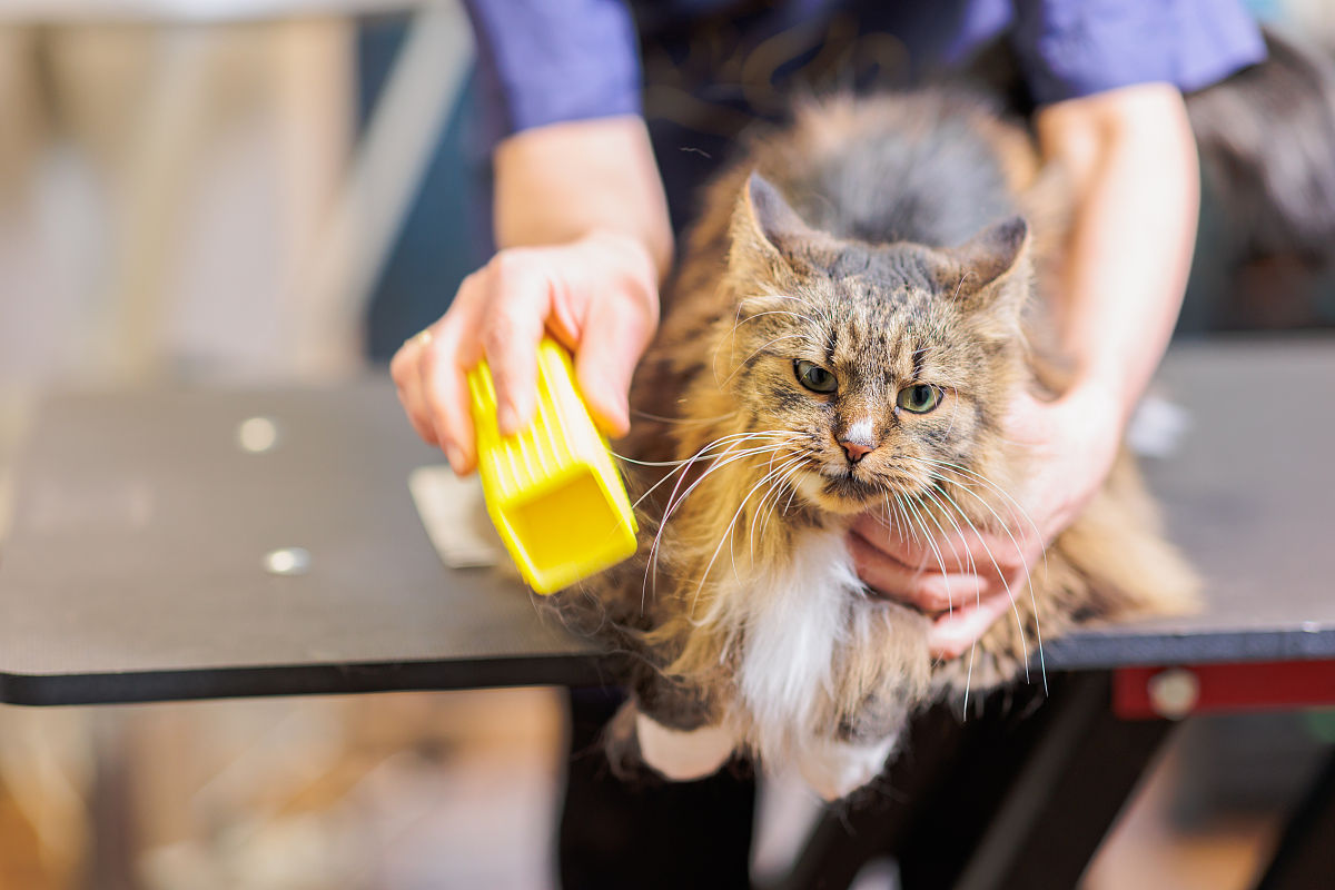 写一篇如何照顾你的宠物猫：养猫初学者指南