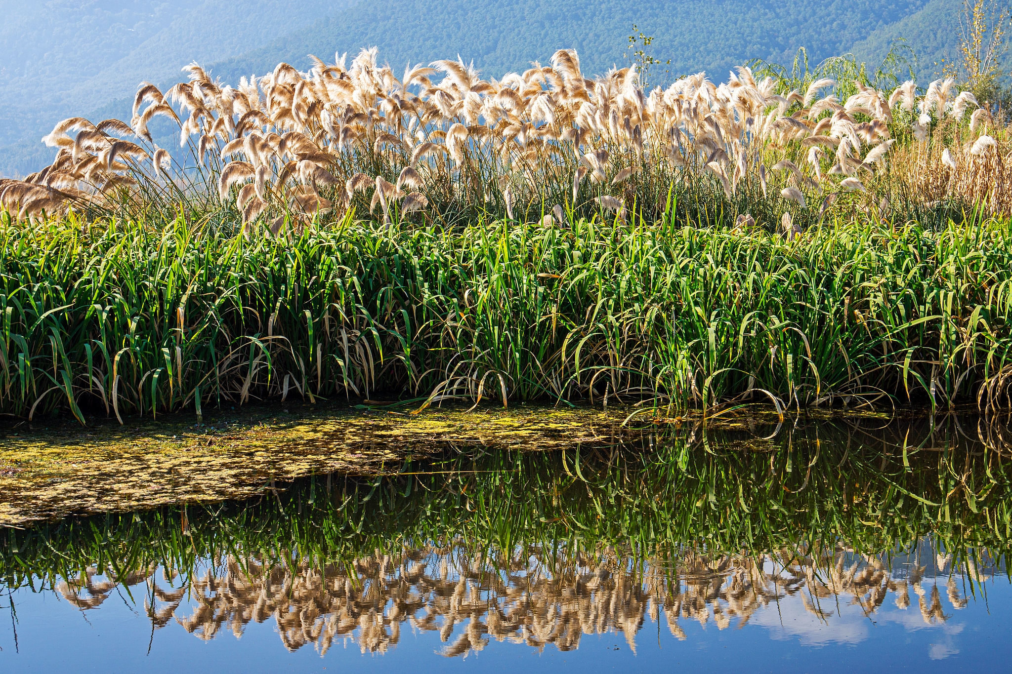写一首表达愉快情绪的中文爵士歌曲歌曲表达的主题为环保歌词结构为verse1、verse2、Pre-Chorus1、chorus1、chorus2、verse3、verse4、chorus3、Bridge1、chorus4并确保chorus1、chorus2、chorus3、chorus4、verse5、Pre-Chorus2、chorus5、Bridge2、歌词不重复每段歌词结尾使用中文yiyu类